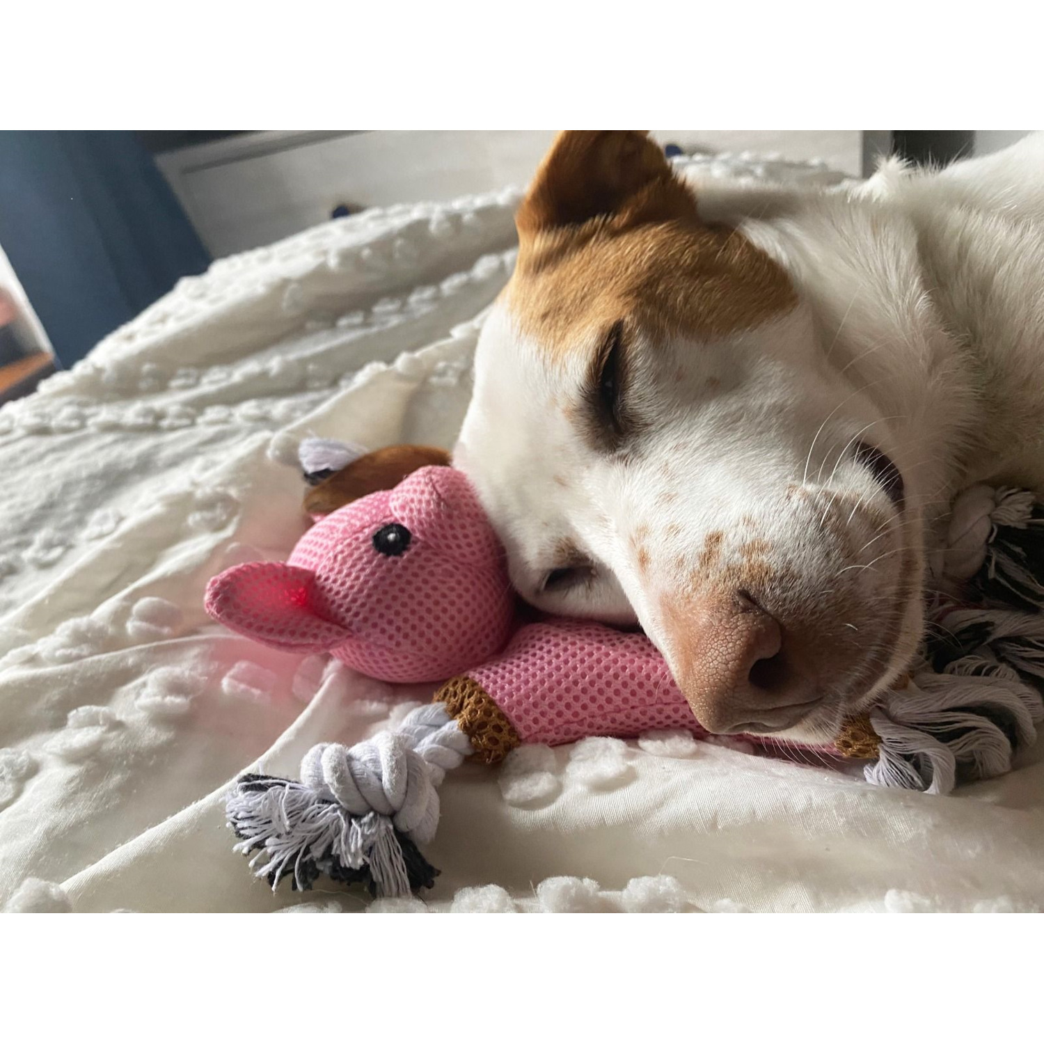 Territory Pig 2-In-1 Fetch & Tug Dog Toy, 10"