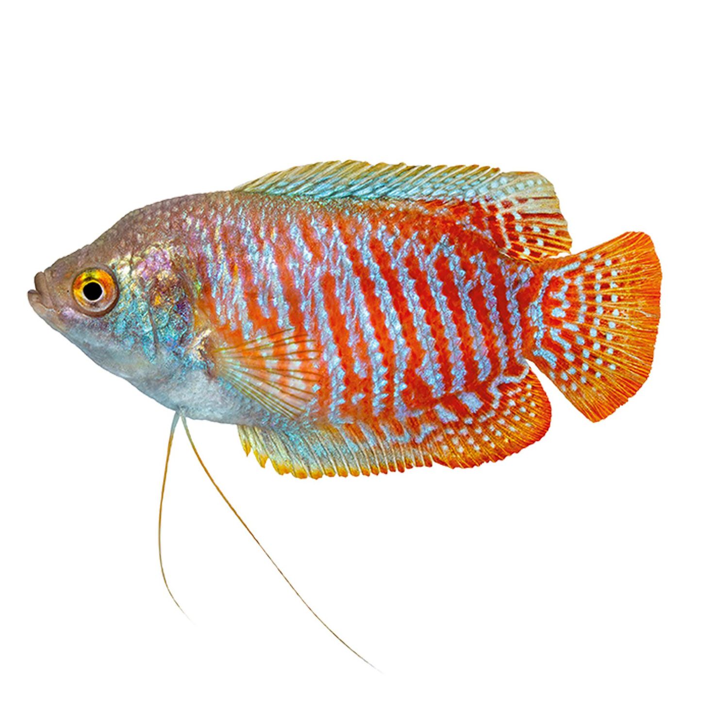 Dwarf Gourami Male - Regular