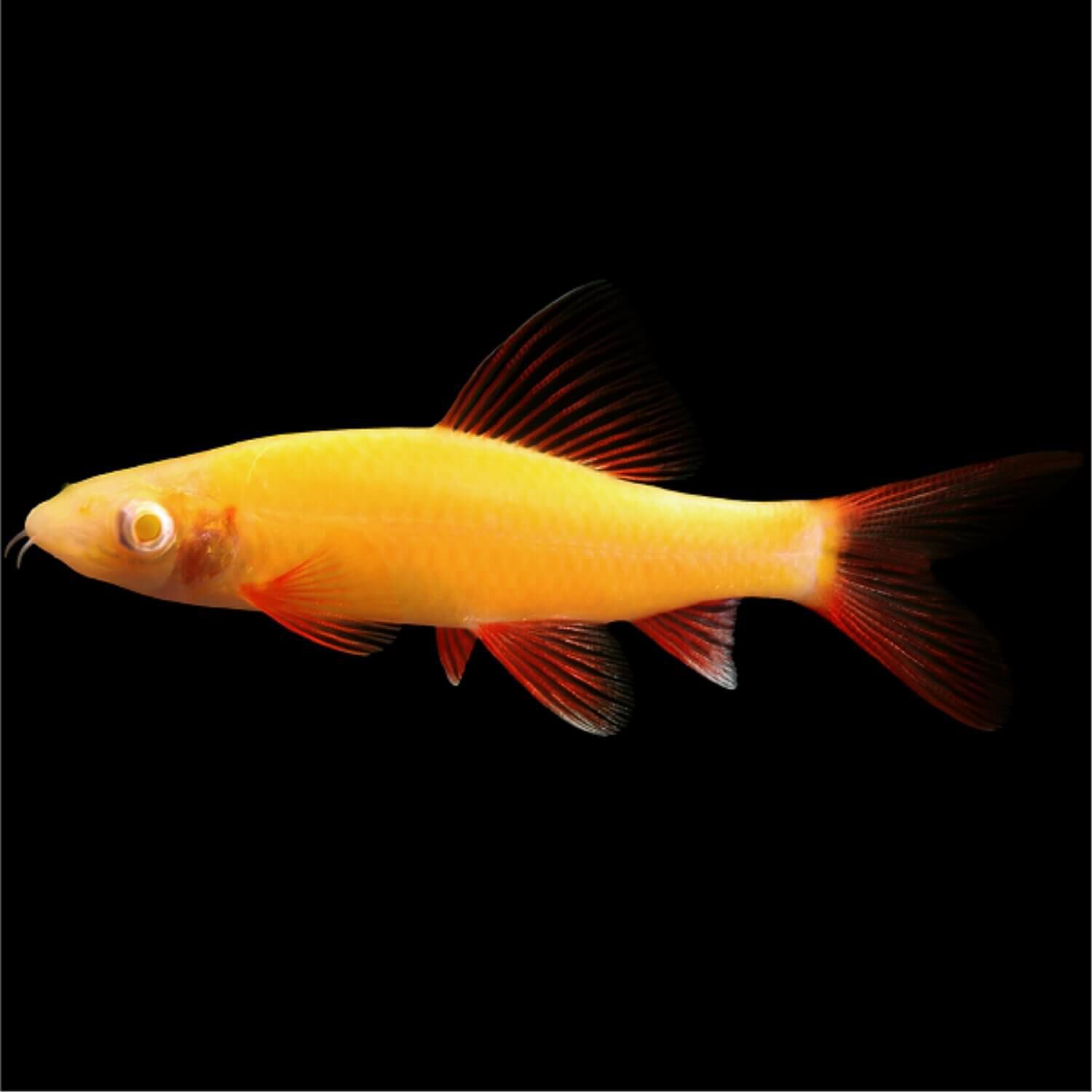 Glofish Sharks