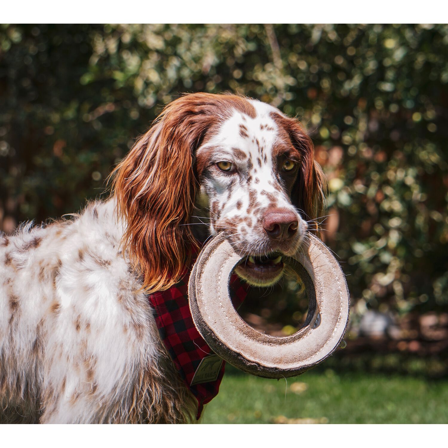 Tall Tails Natural Leather & Wool Ring Durable Dog Toy, 7"