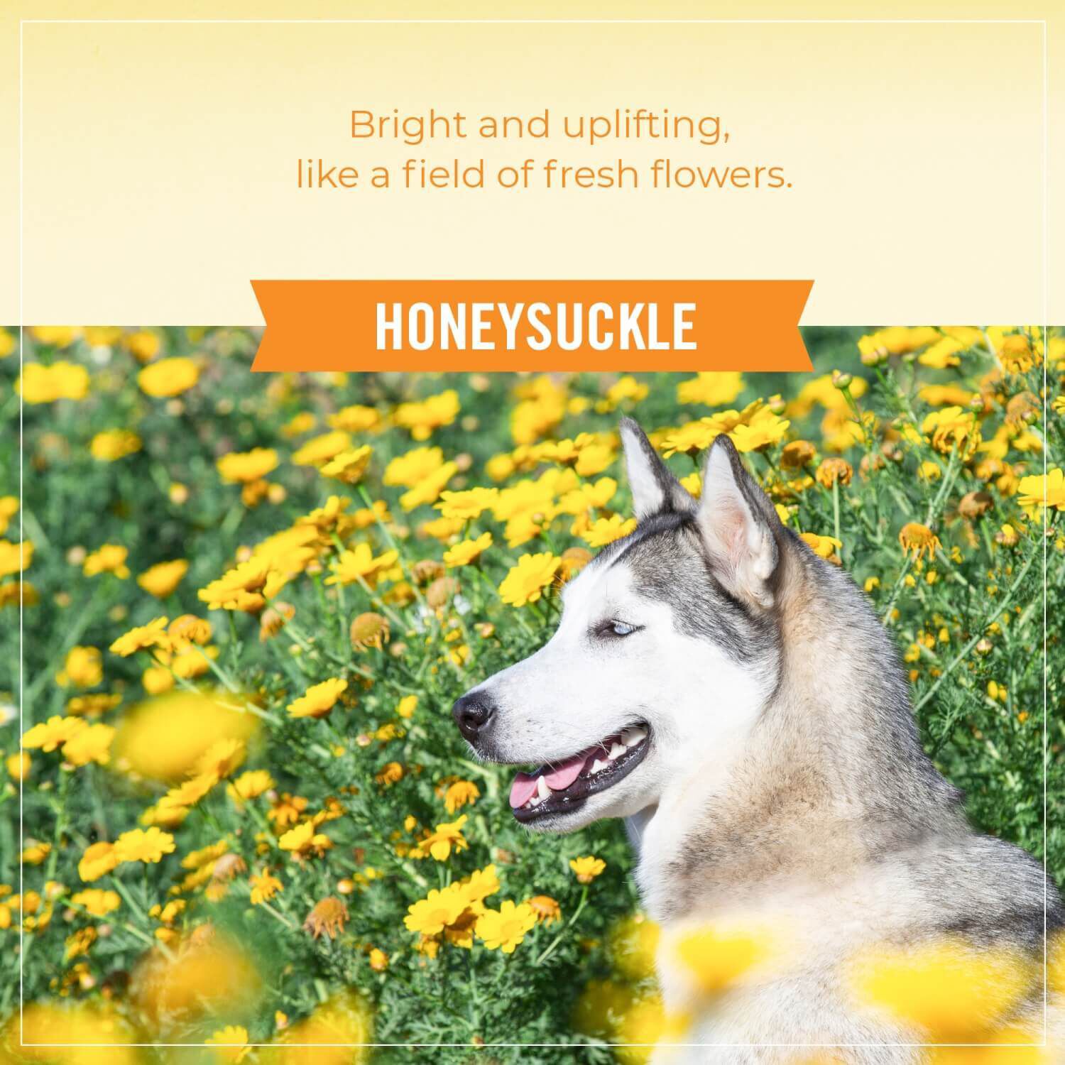 Skout's Honor Probiotic Dog Shampoo And Conditioner Honeysuckle Scent