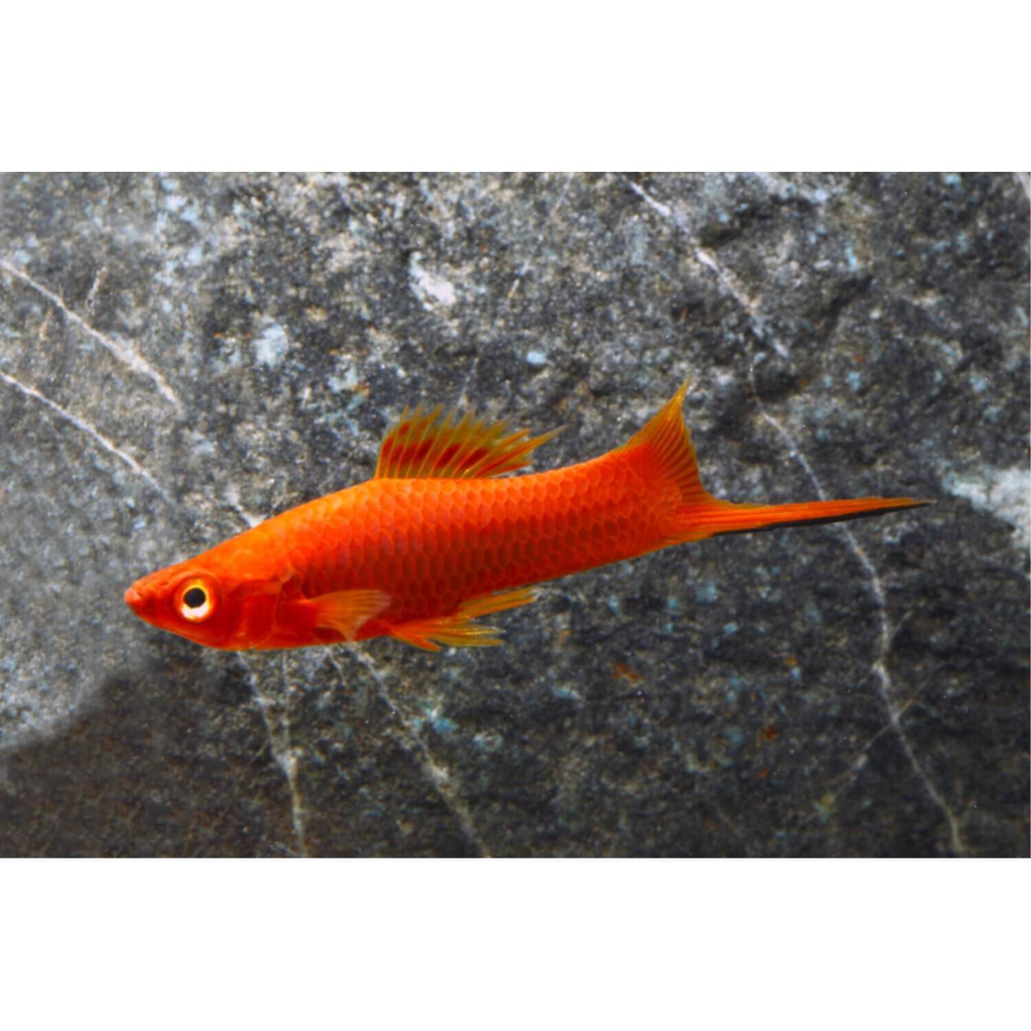 Pet Fish For Sale Cichlids Bettas Goldfish Pet Supermarket