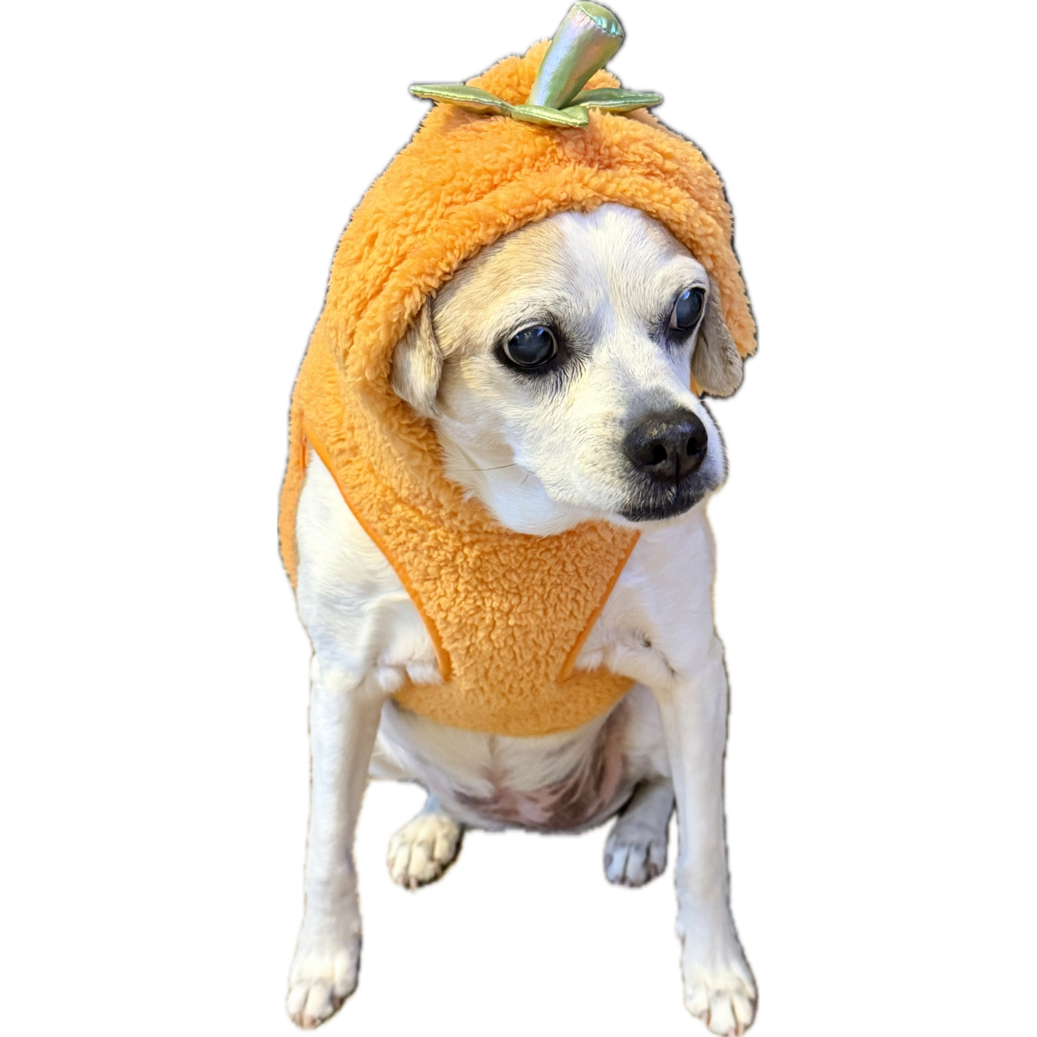 Aristopet Jack-O-Lantern Pumpkin Halloween Hoodie Dog Costume, Orange, Small