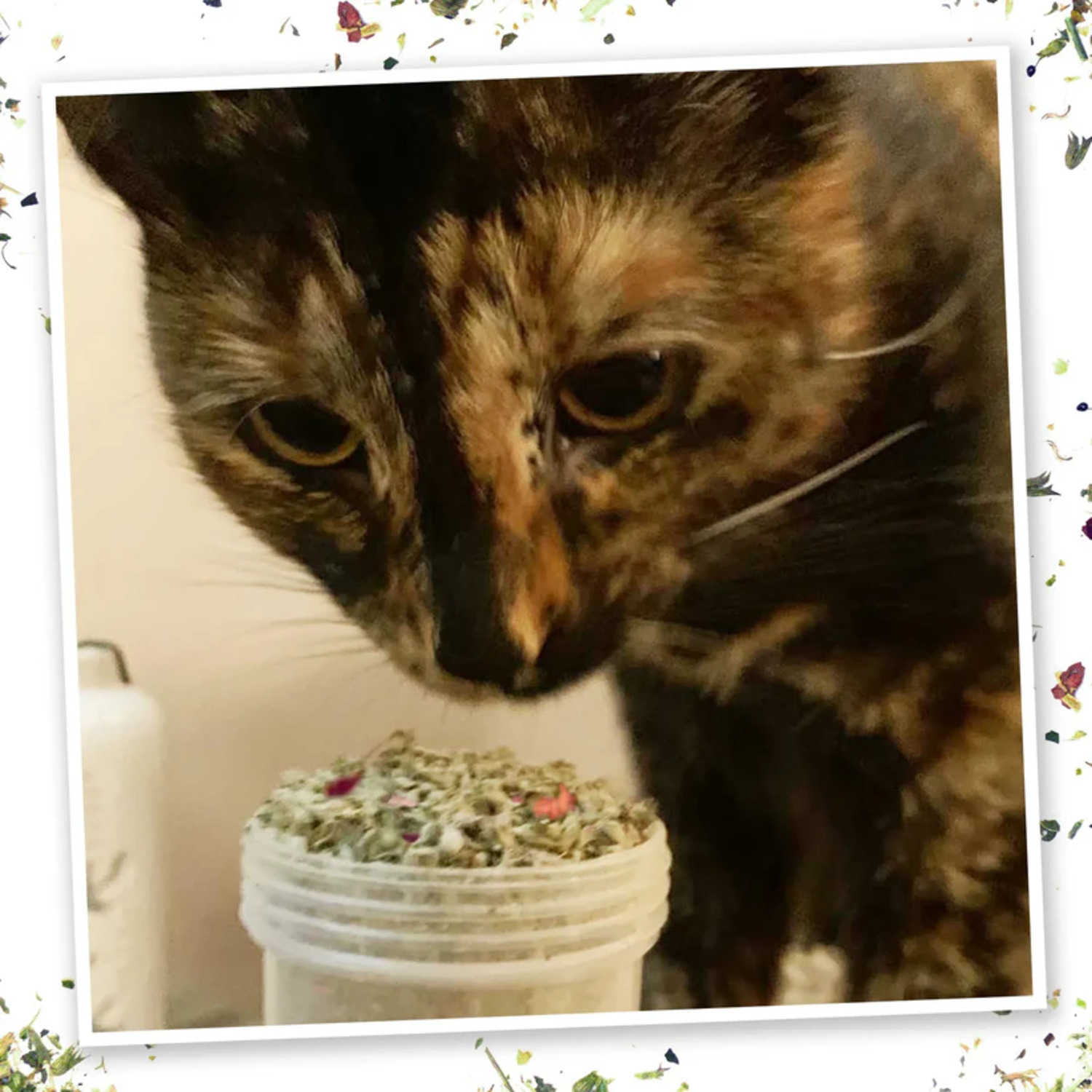 Meowijuana Winter Lift Catnip Blend, 0.917-Oz