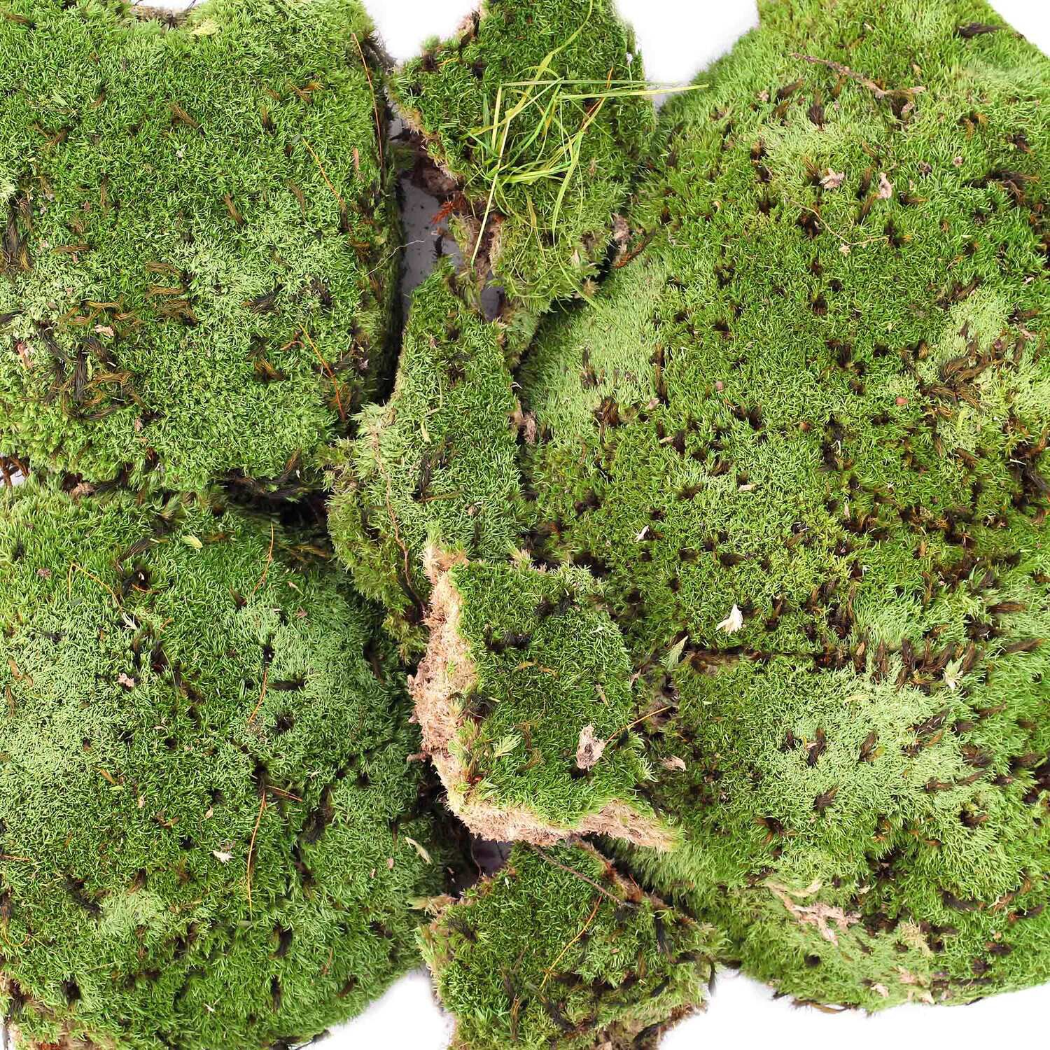 Gal&aacute;pagos Royal Pillow Moss Reptile And Terrarium Substrate, Fresh Green, 8Qt Bag
