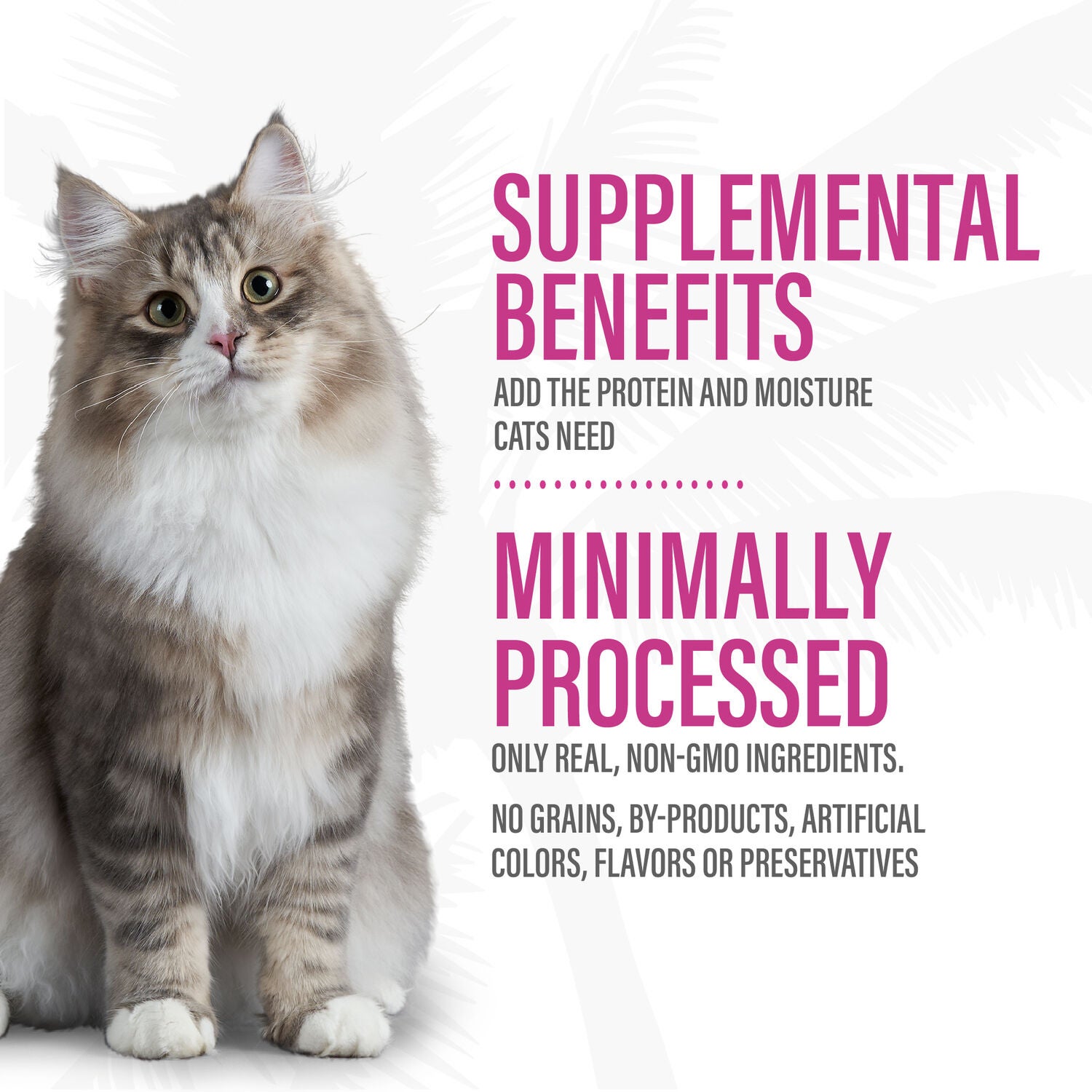 Tiki Cat Born Carnivore Complements High Protein Wet Cat Food Topper, Variety Pack 2.1-Oz Pouch (12 Count)