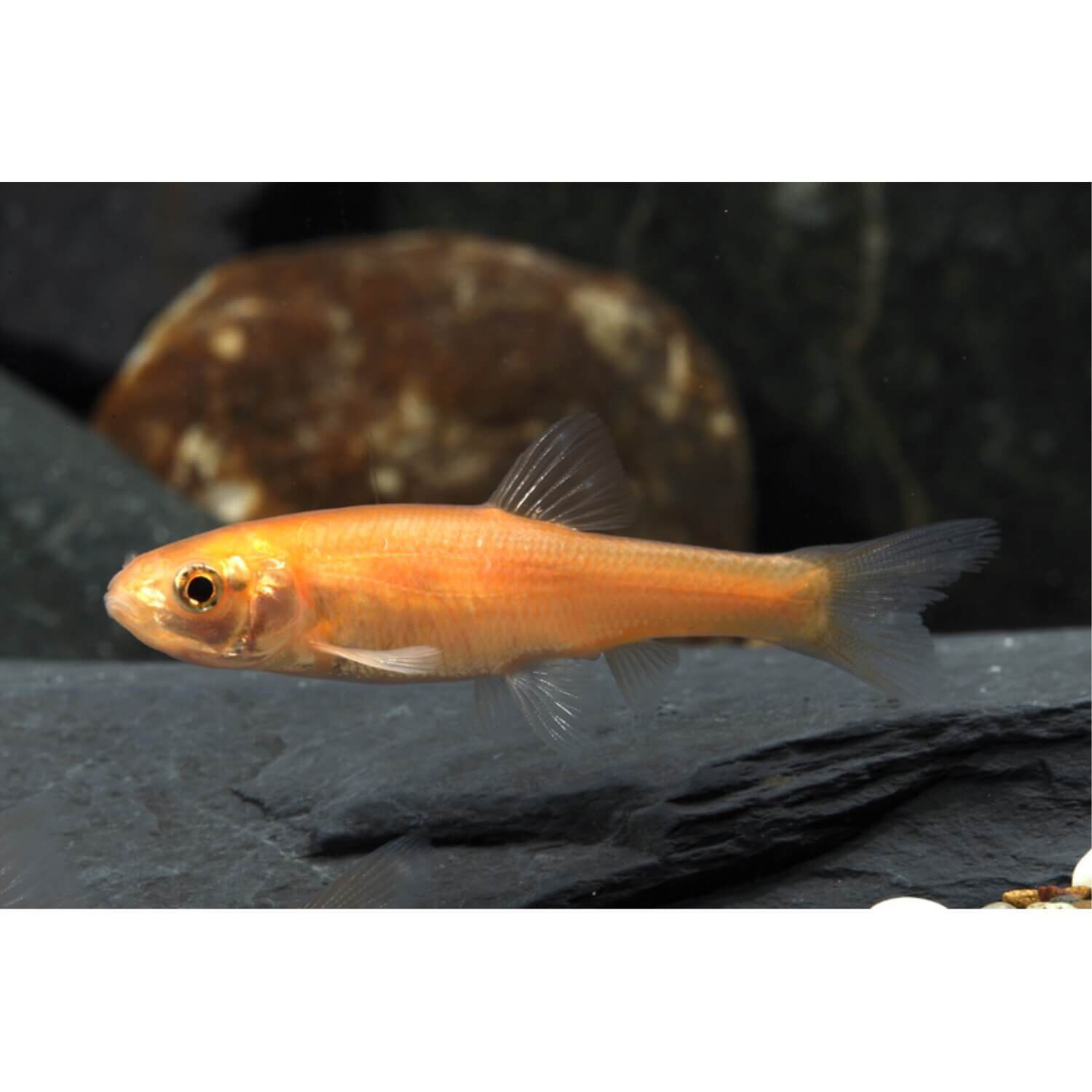 Feeder Rosy Red Minnow