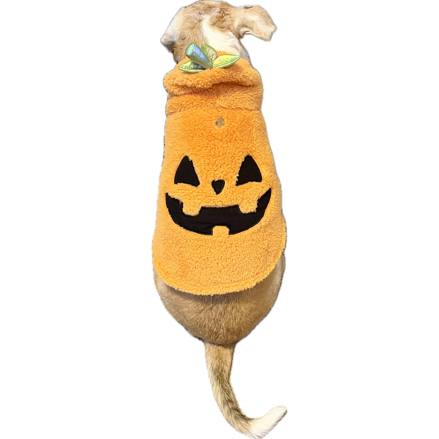 Aristopet Jack-O-Lantern Pumpkin Halloween Hoodie Dog Costume, Orange, Small