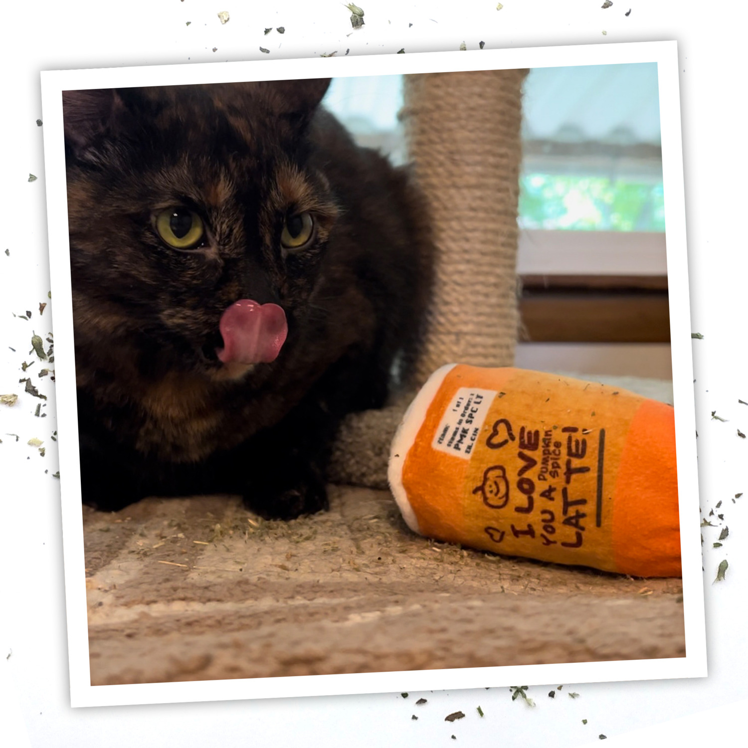 Meowijuana Get Spooked Pumpkin Spice Latte Refillable Catnip Toy With Catnip