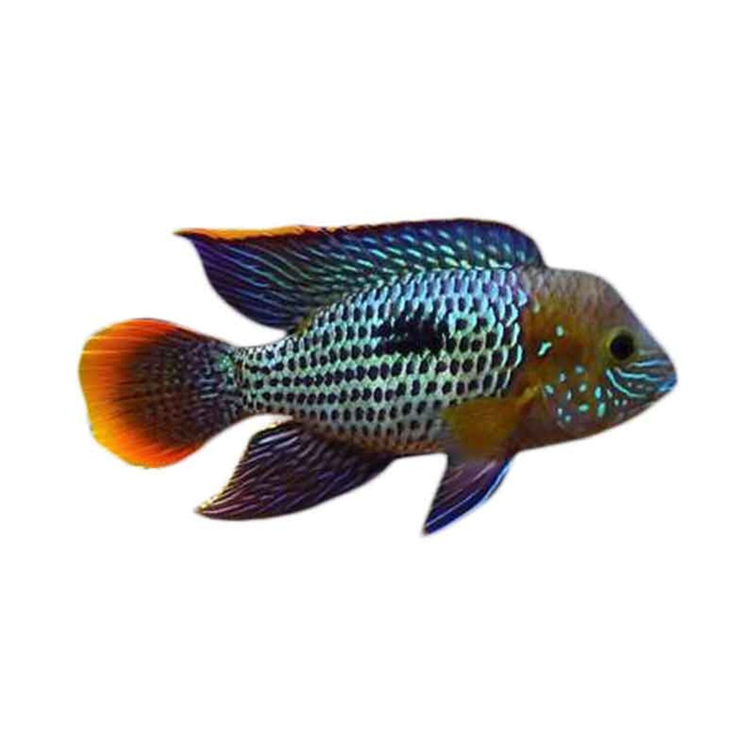 Green Terror Cichlid - Regular