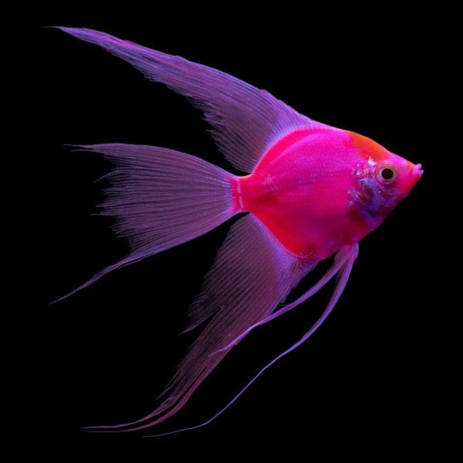 Glofish Starfire Red Angel Fish