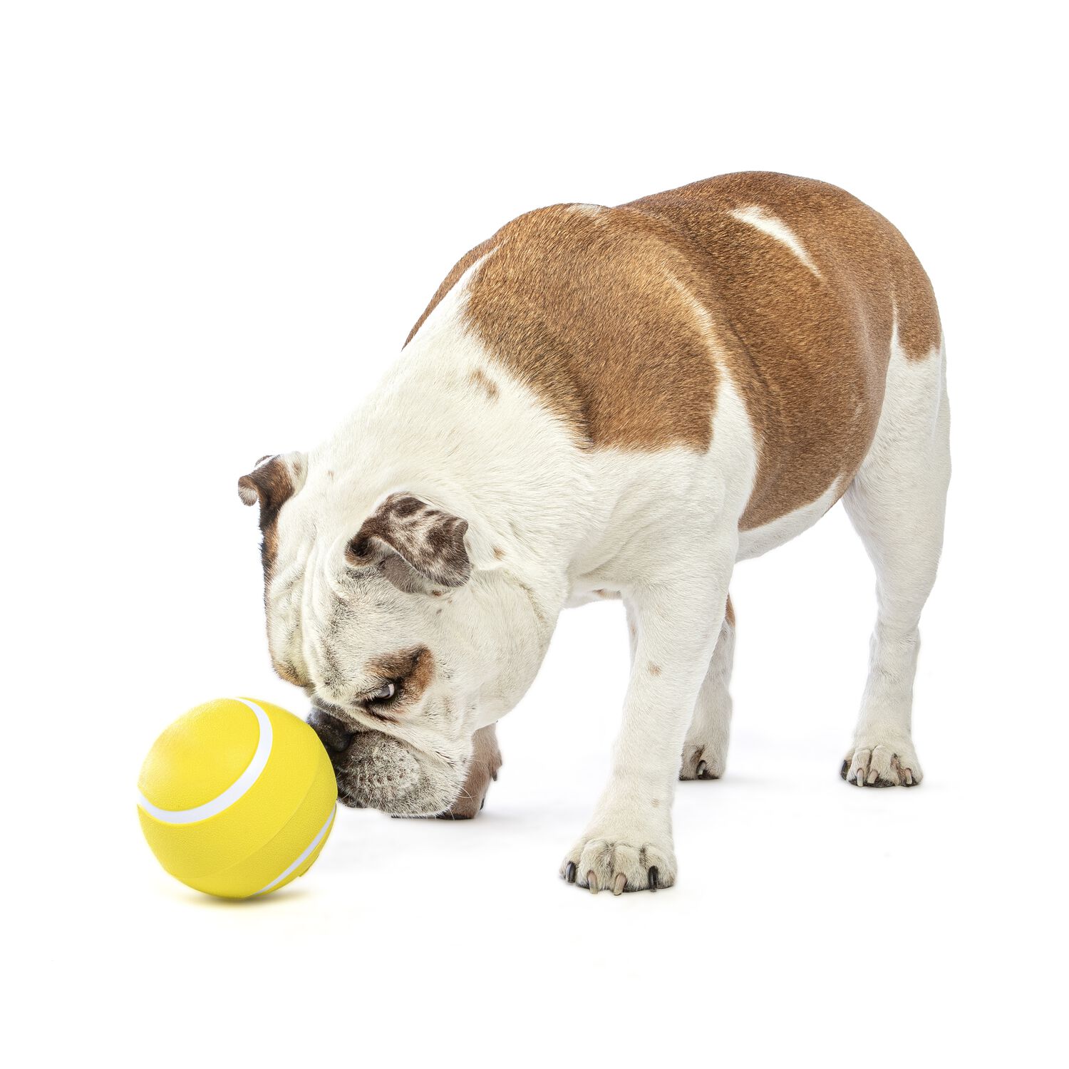 Guru Giggling Tennis Ball Interactive Dog Toy, Large