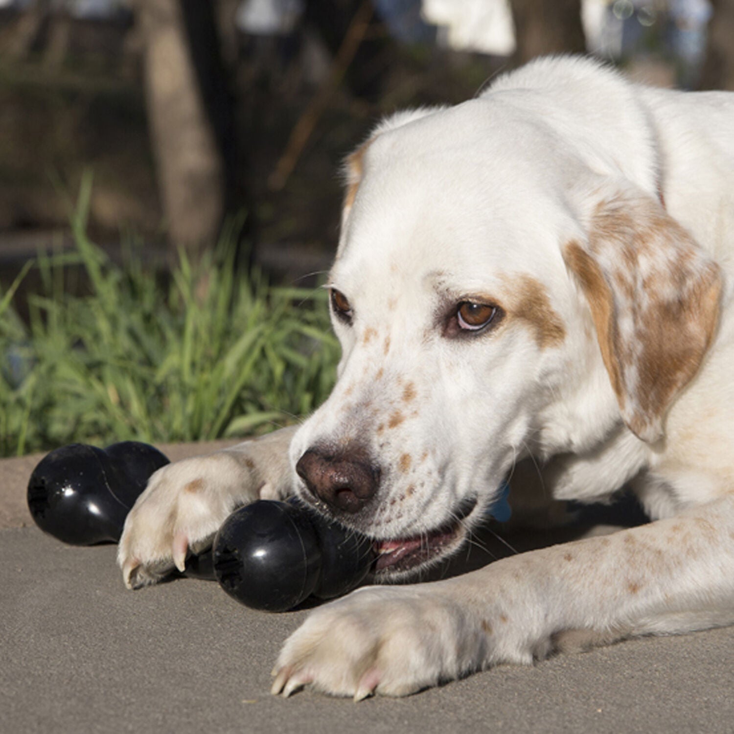 Kong Extreme Goodie Bone Durable Rubber Dog Toy, Large