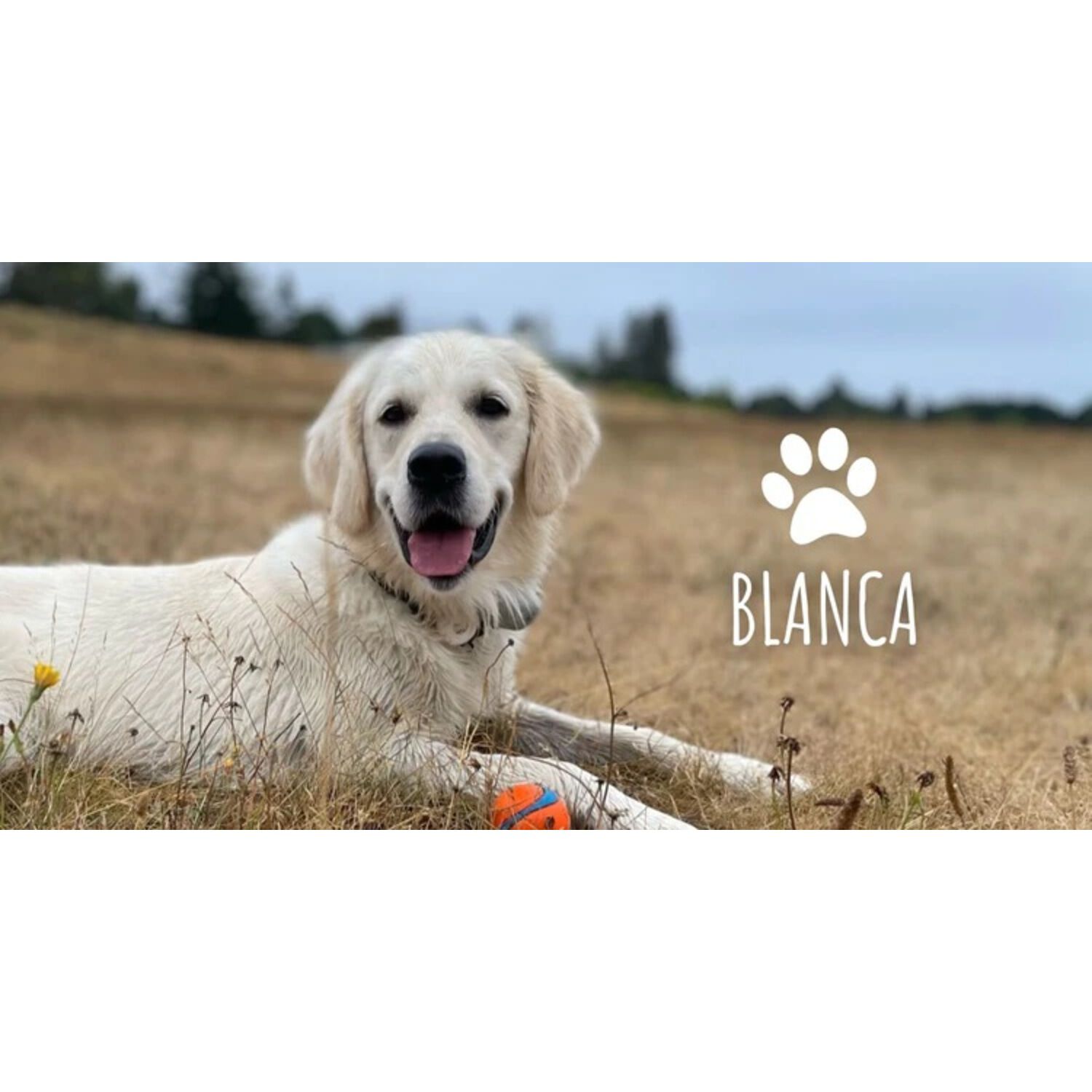 Austin & Kat Blanca's Marine Algae Oil, Skin & Coat Vegan Liquid Omega Dog Supplement, 16Oz