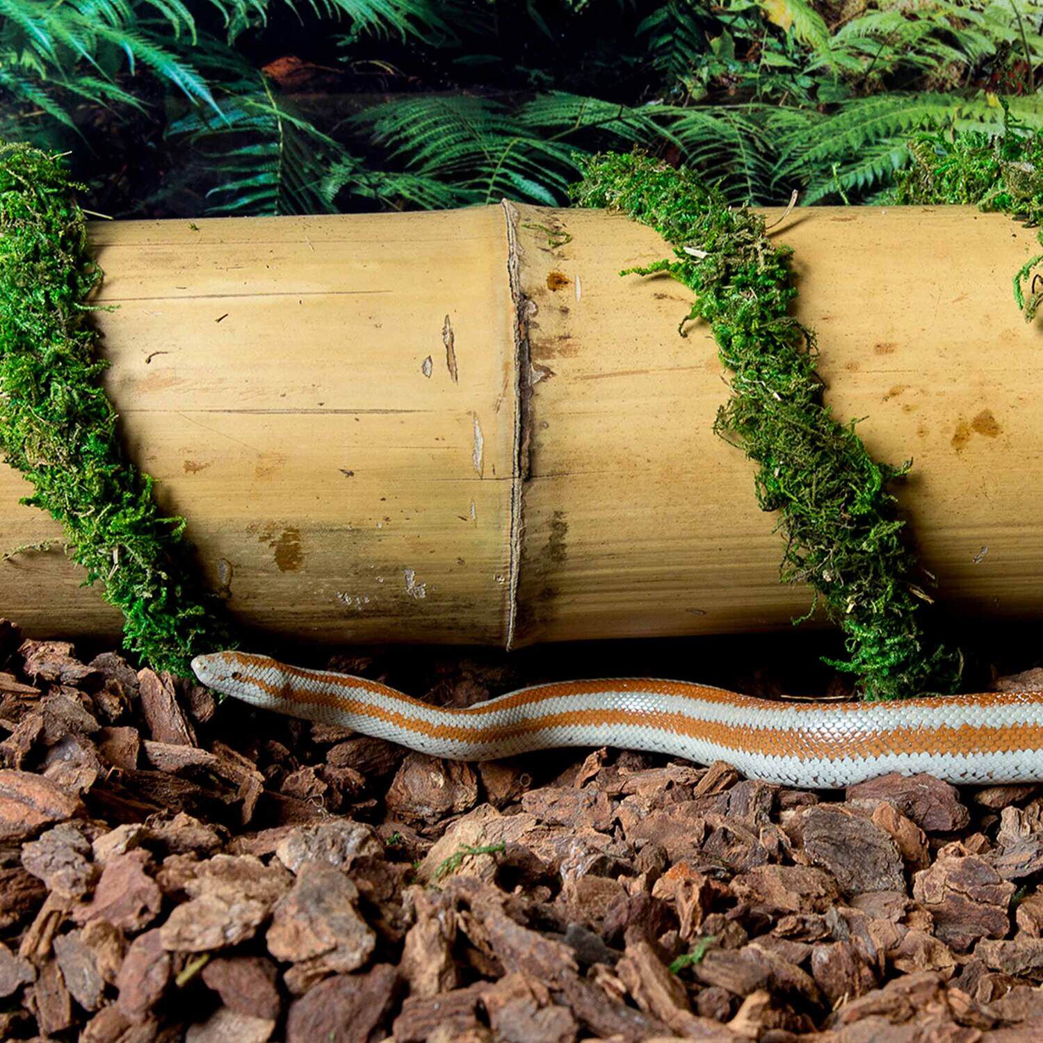 Gal&aacute;pagos Mossvine Terrarium Substrate, Fresh Green, 12Ft