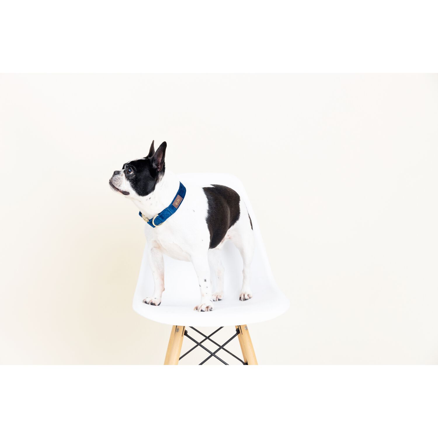 Pink Papyrus Channing Velvet With Gold Buckle Adjustable Dog Collar, Royal Blue, Medium 13-19"