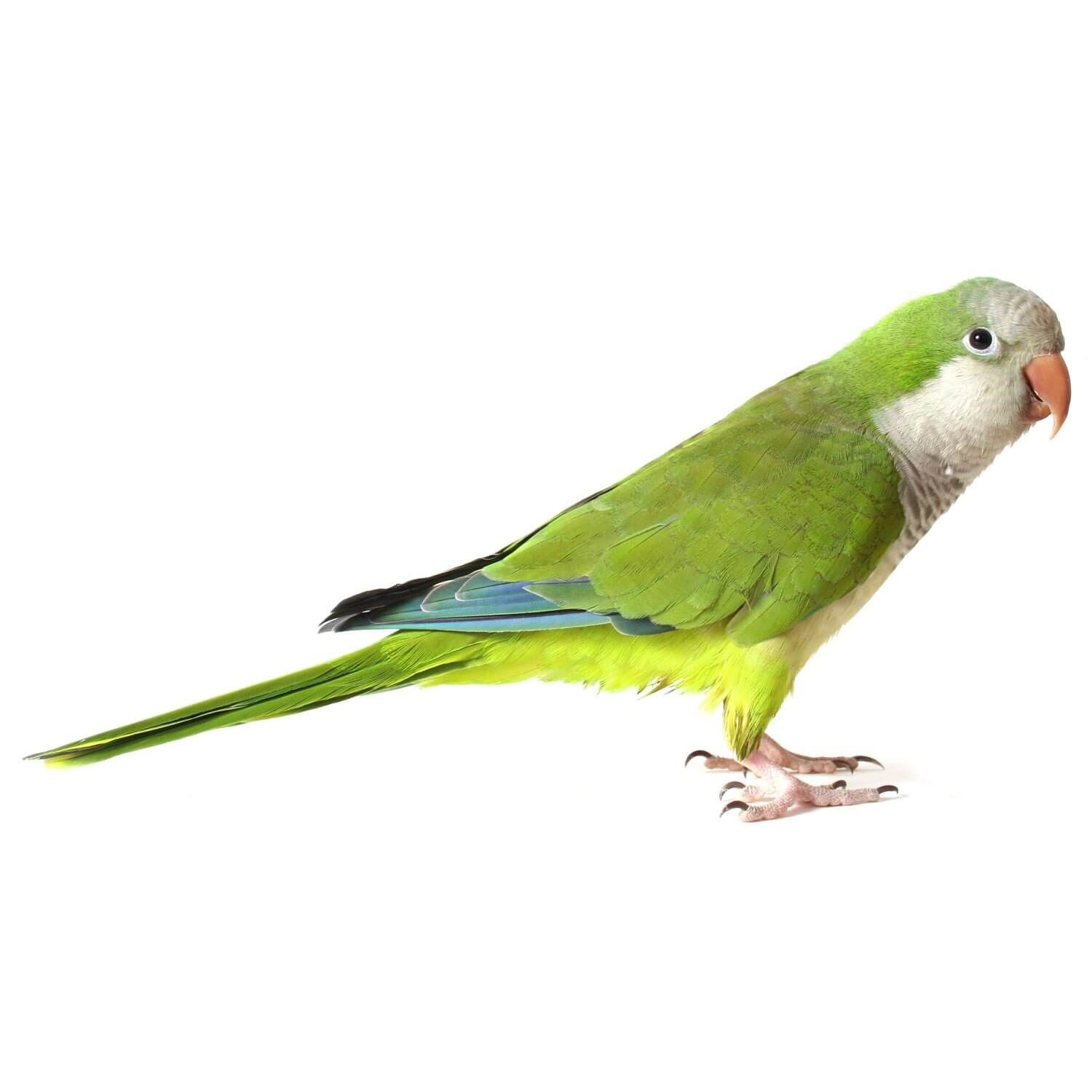 Normal Quaker How Big Are Quaker Parrots