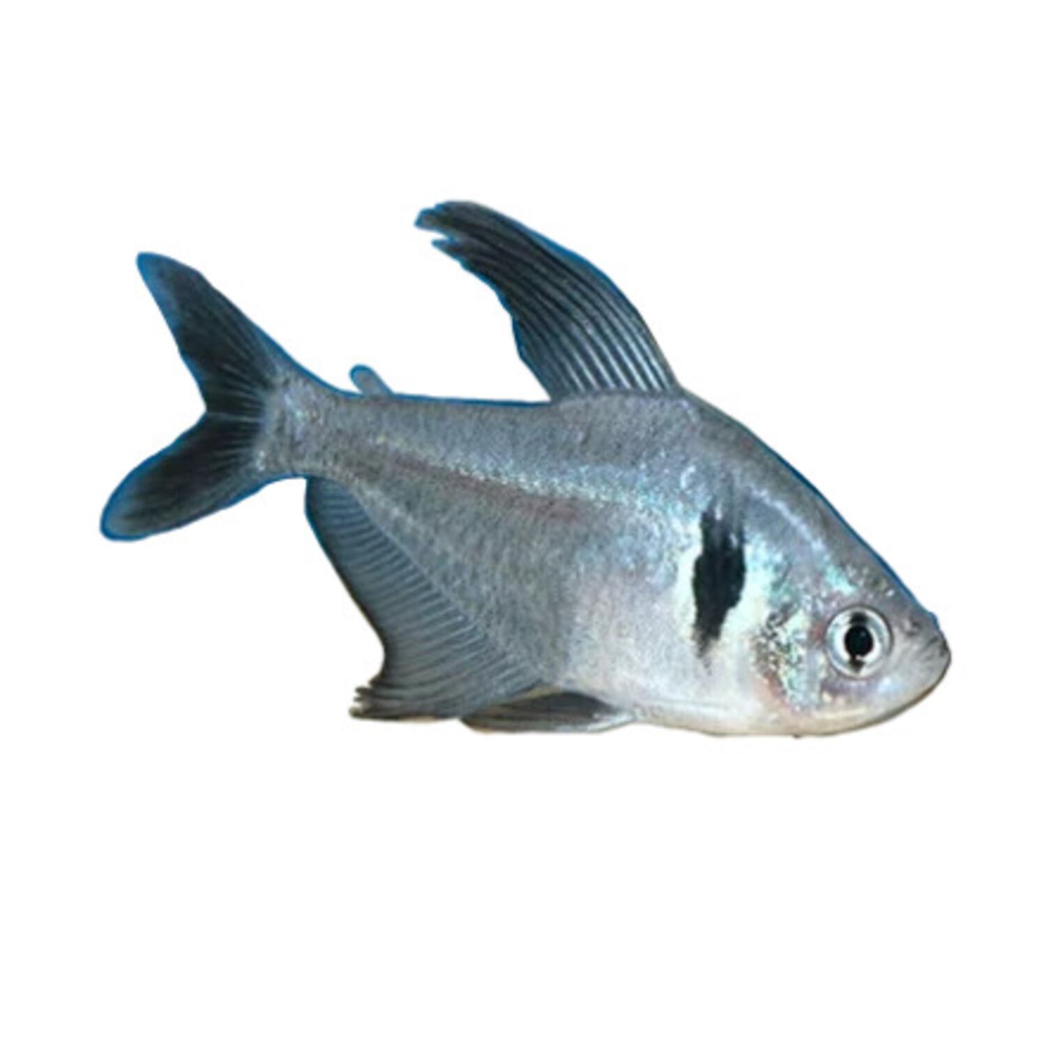 Black Phantom Tetra - Regular