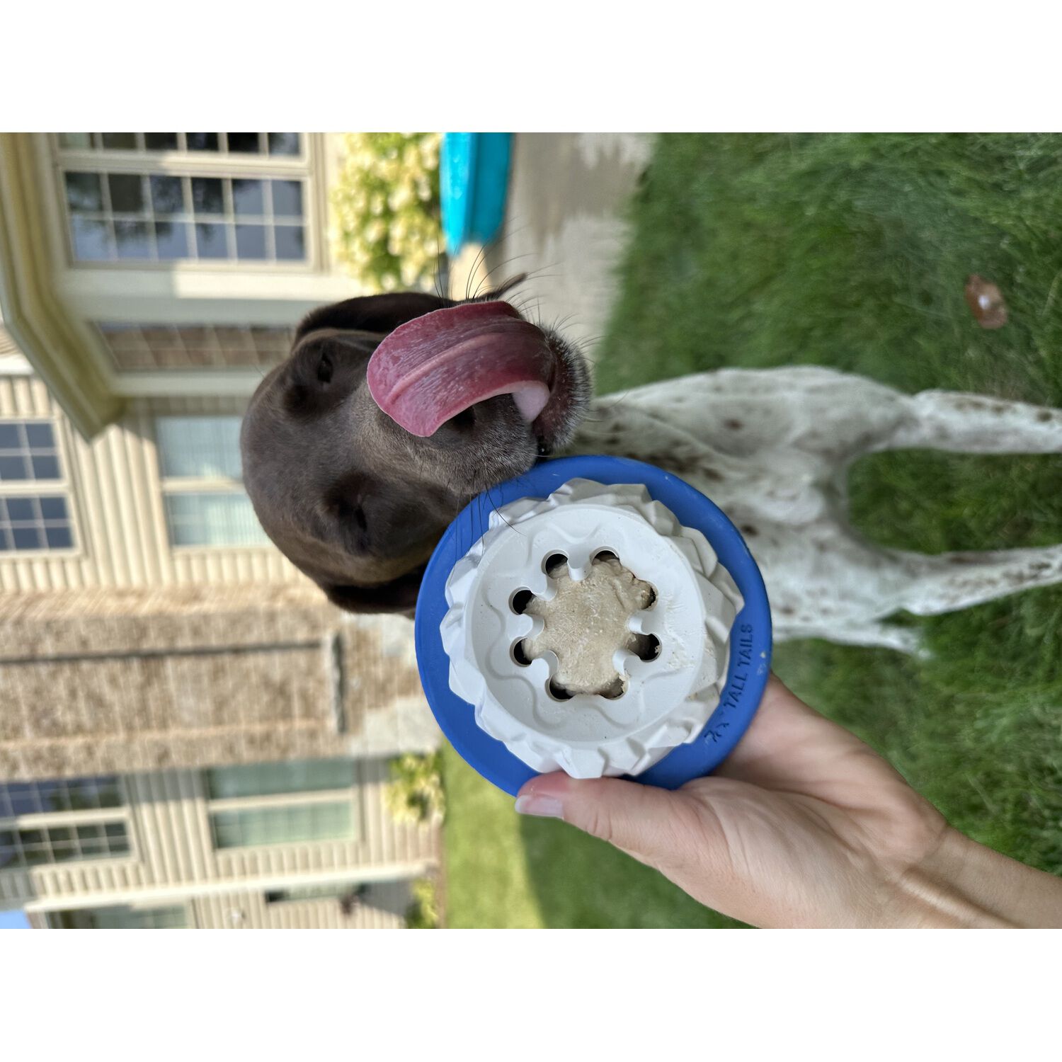 Tall Tails Natural Rubber Polar Freezable Interactive Treat Dispensing Dog Toy, 5"
