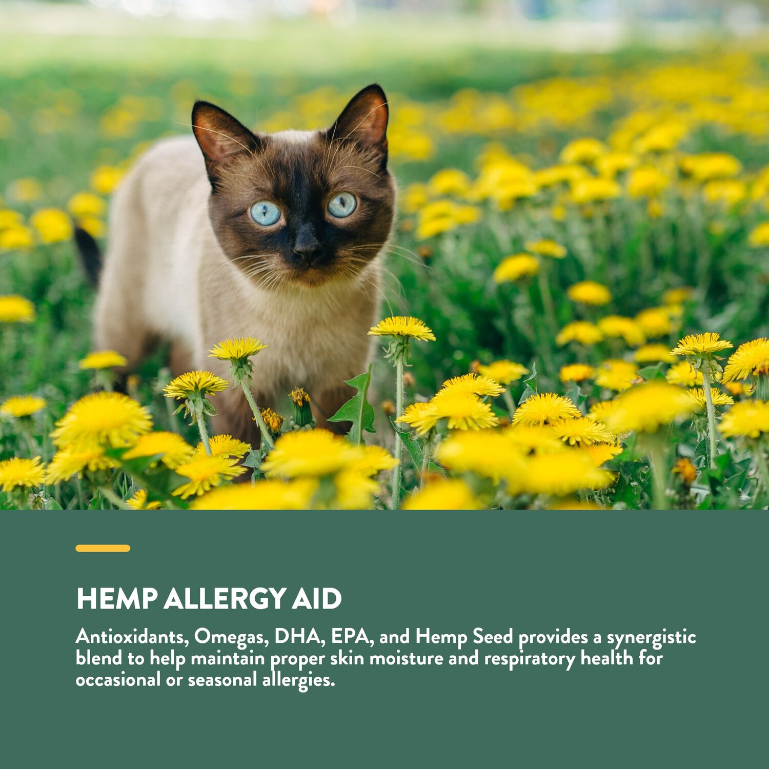 Naturvet Hemp Allergy Supplement Cat Soft Chews, 60 Count