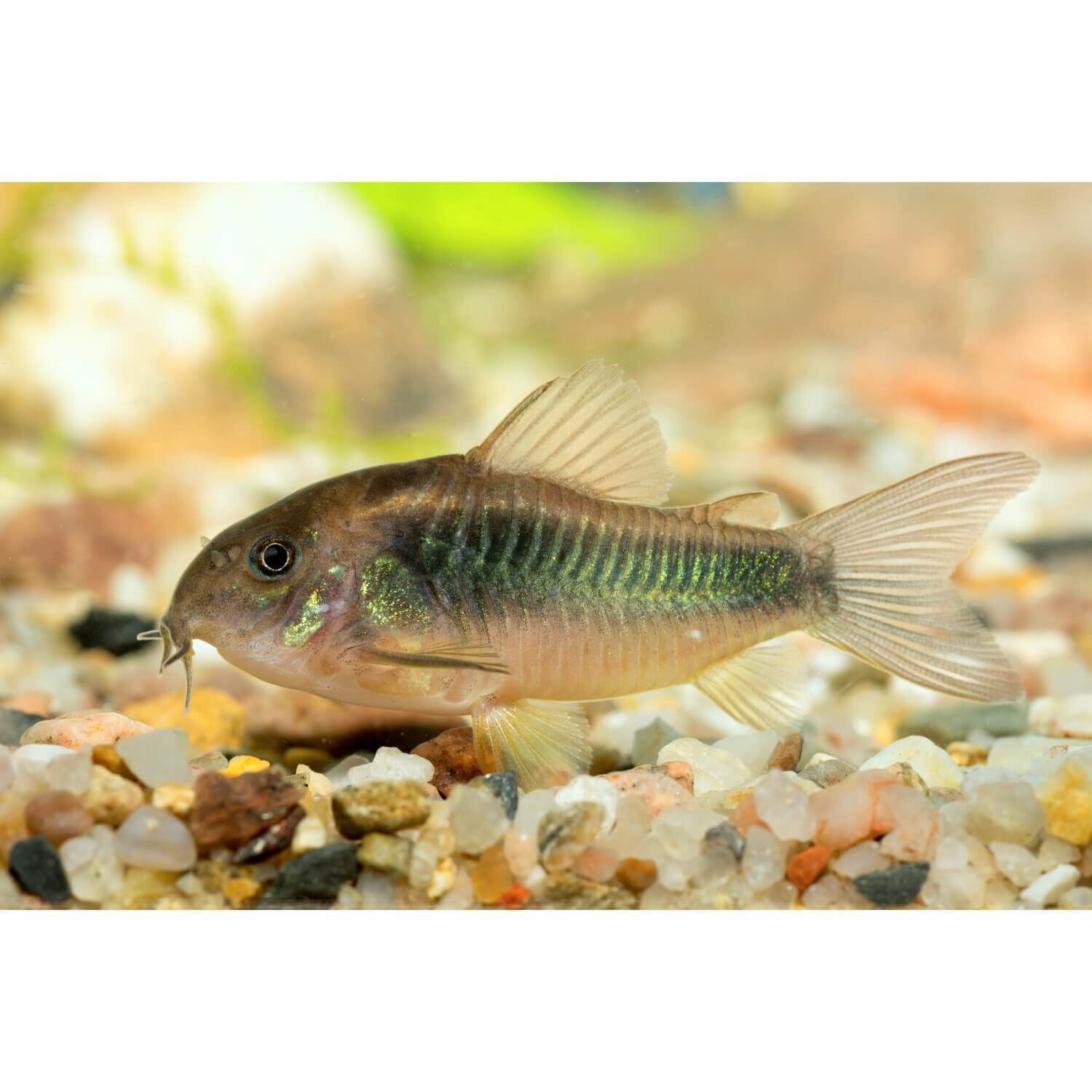 Green Aeneus Corydoras Regular