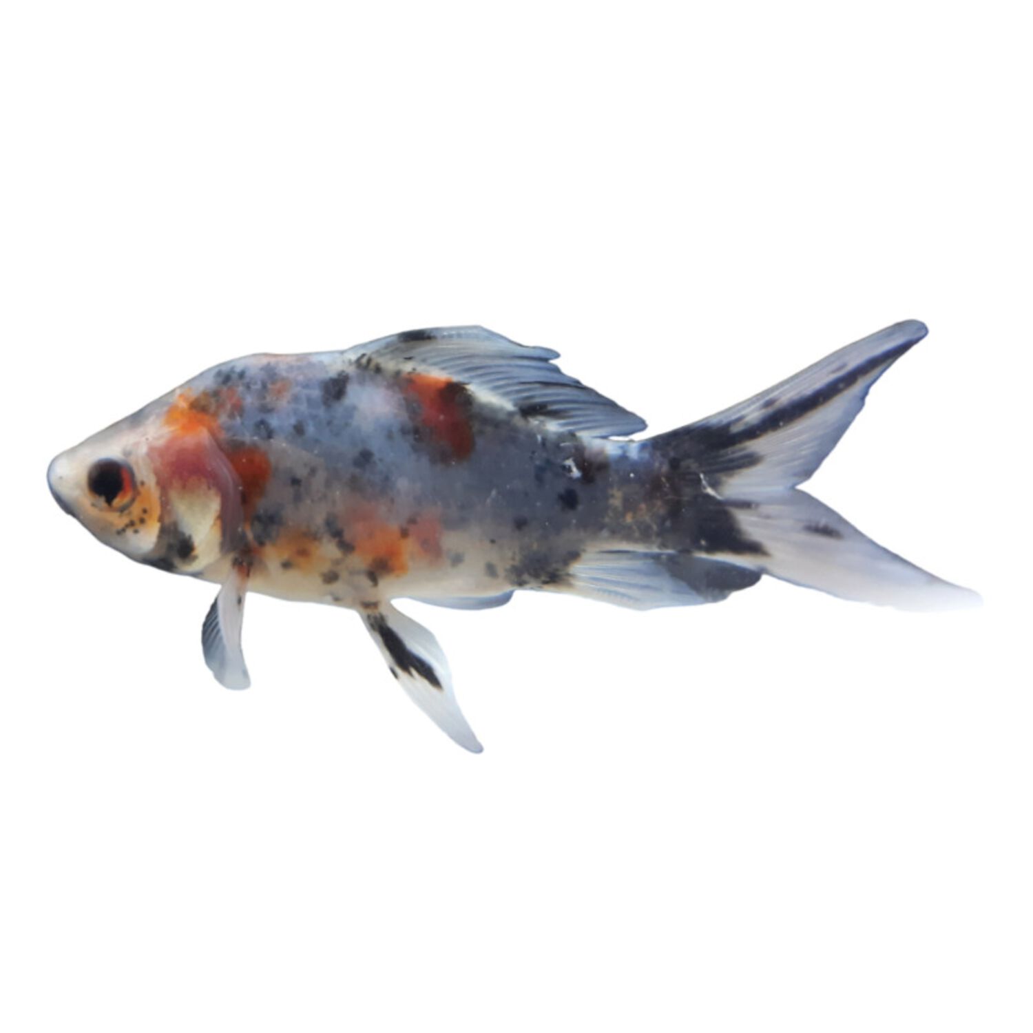 Calico Shubunkin Goldfish - Medium
