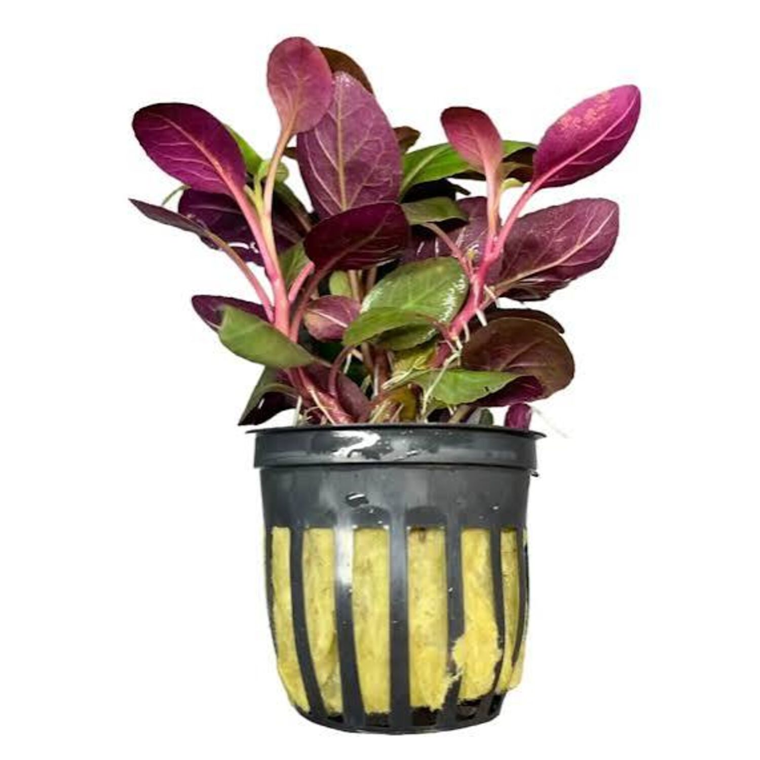 Cardinal Plant Potted