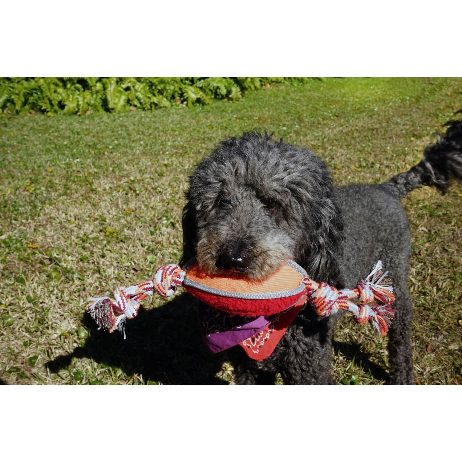 N-Gage Football Rope Tug Dog Toy