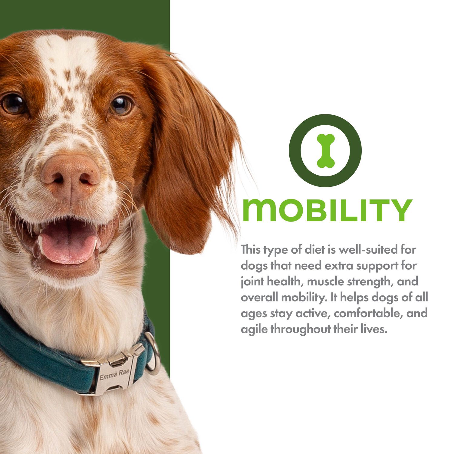 Fromm Nutritionals Mobility Chicken & Whole Oats Adult Dry Dog Food, 26-Lb Bag