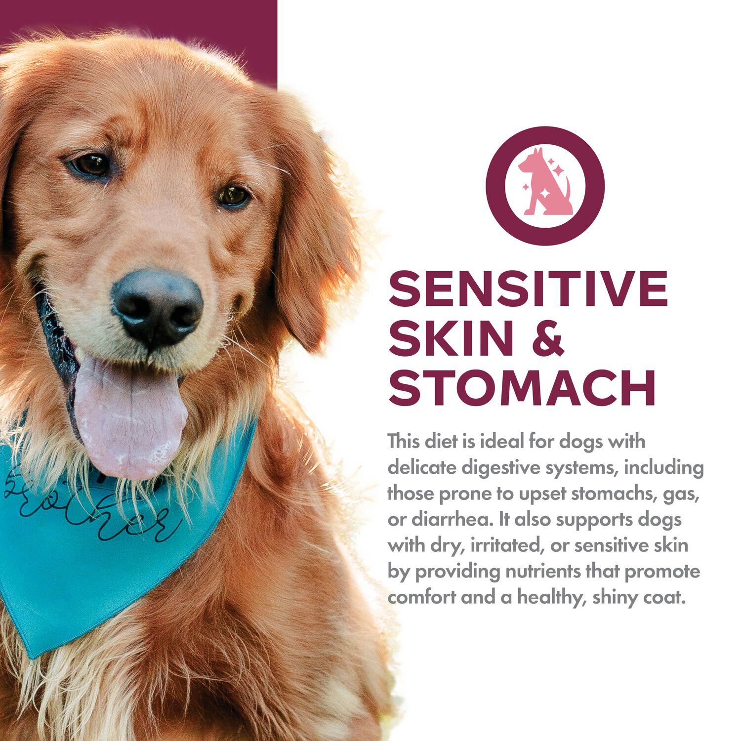 Fromm Nutritionals Sensitive Skin & Stomach Salmon & Whole Oats Dry Dog Food, 4-Lb Bag
