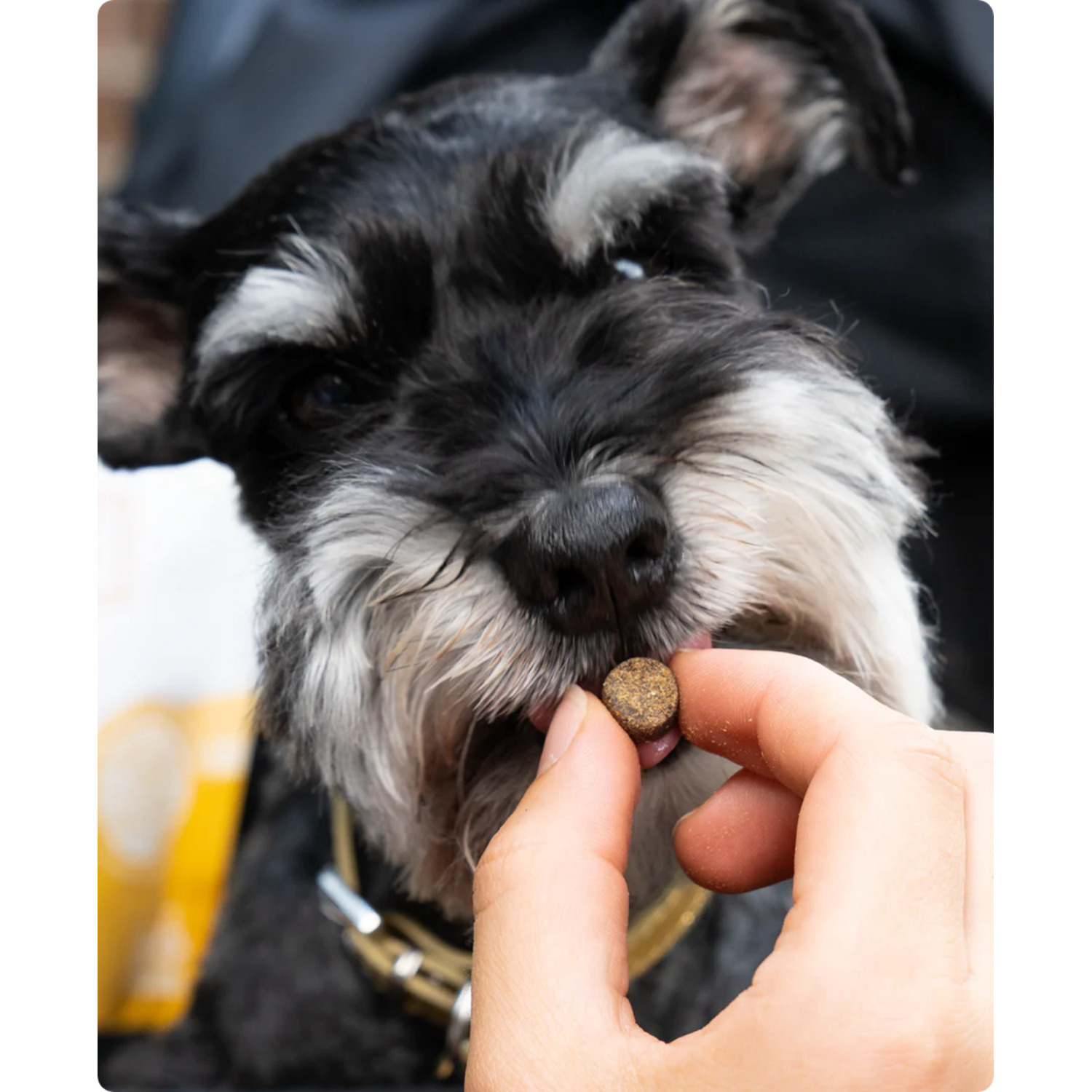 Open Farm Be Good Bites Grass-Fed Beef Soft & Chewy Dog Treats, 6Oz