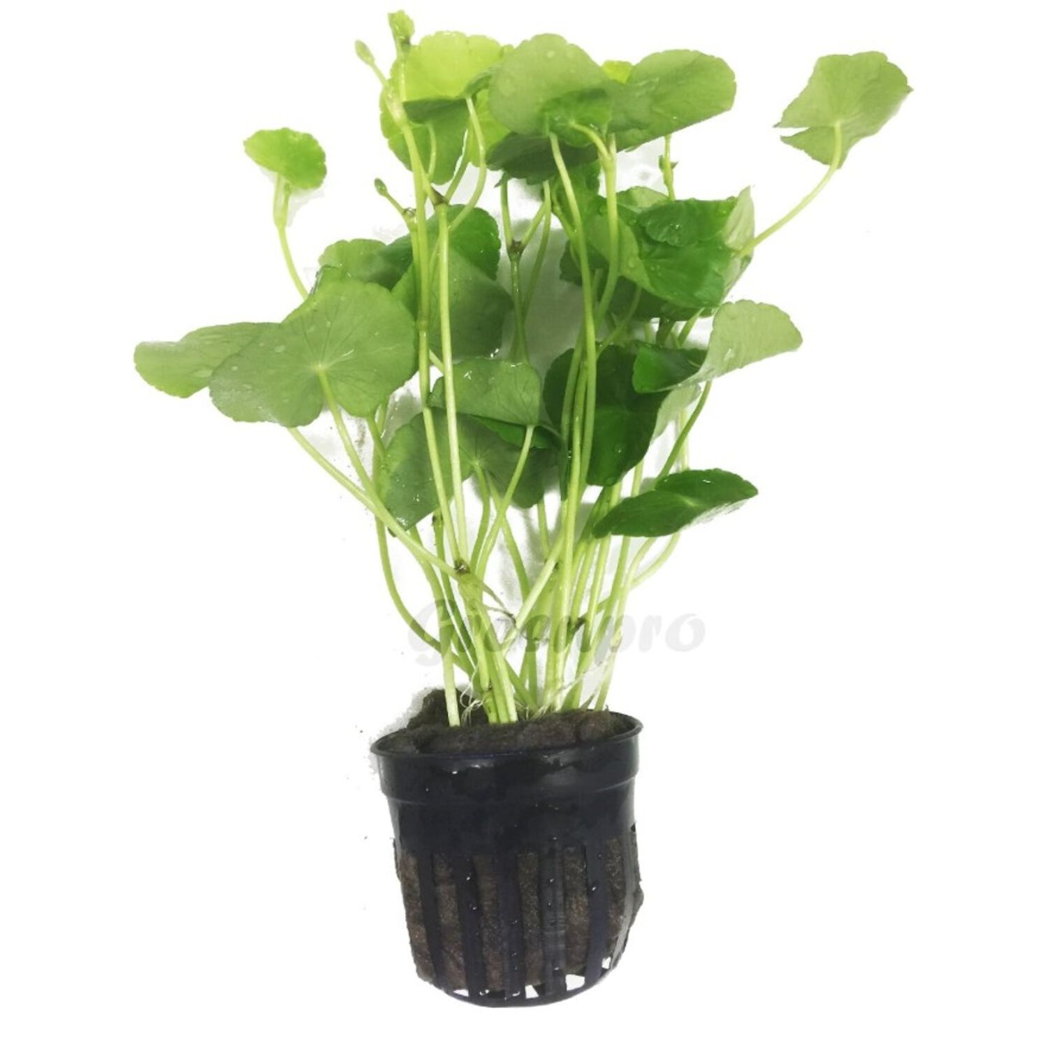 Brazil Potted