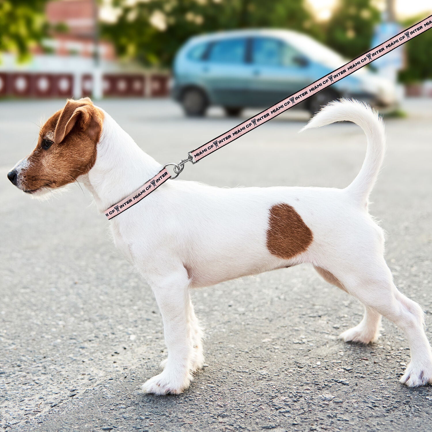 Pets First Inter Miami Satin Dog Leash, Large