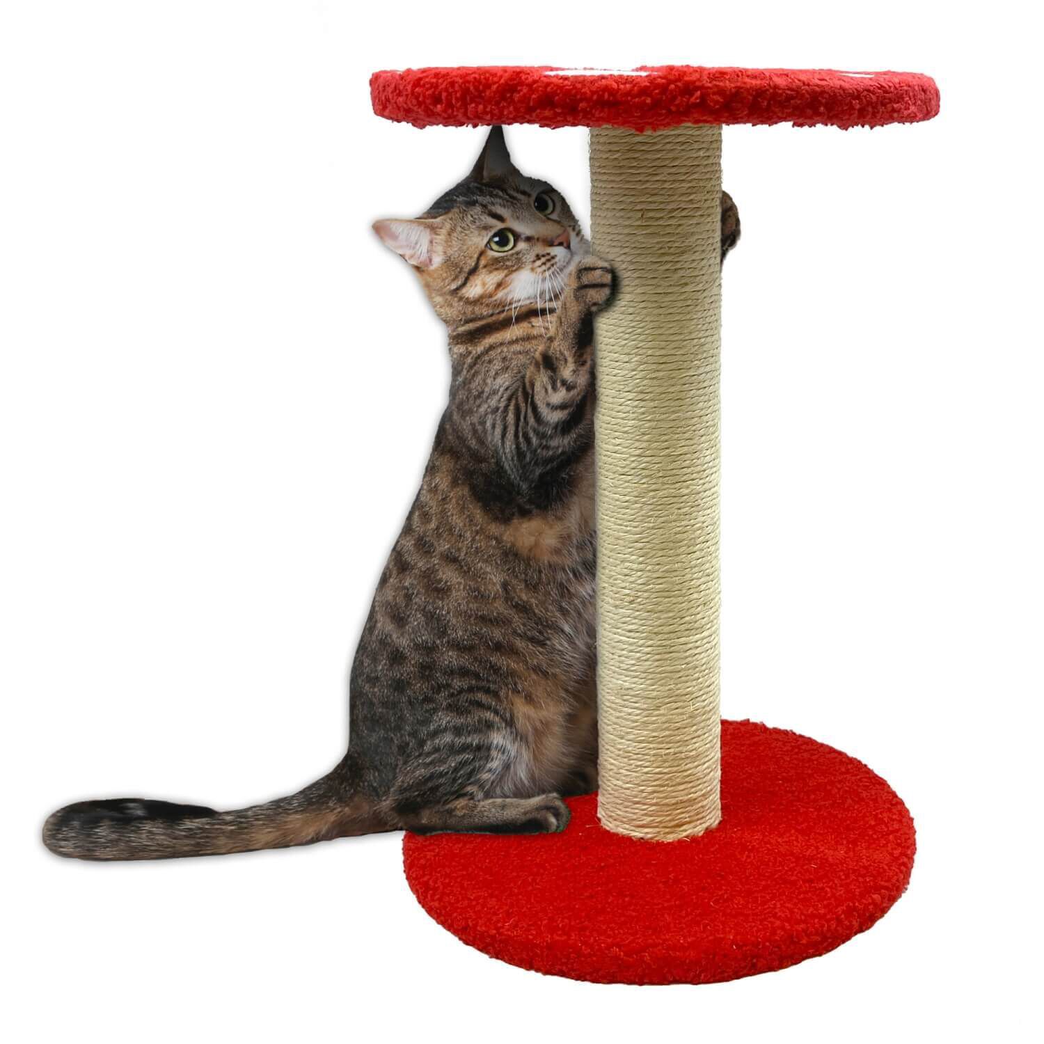 Cat scratching post pet stock shop