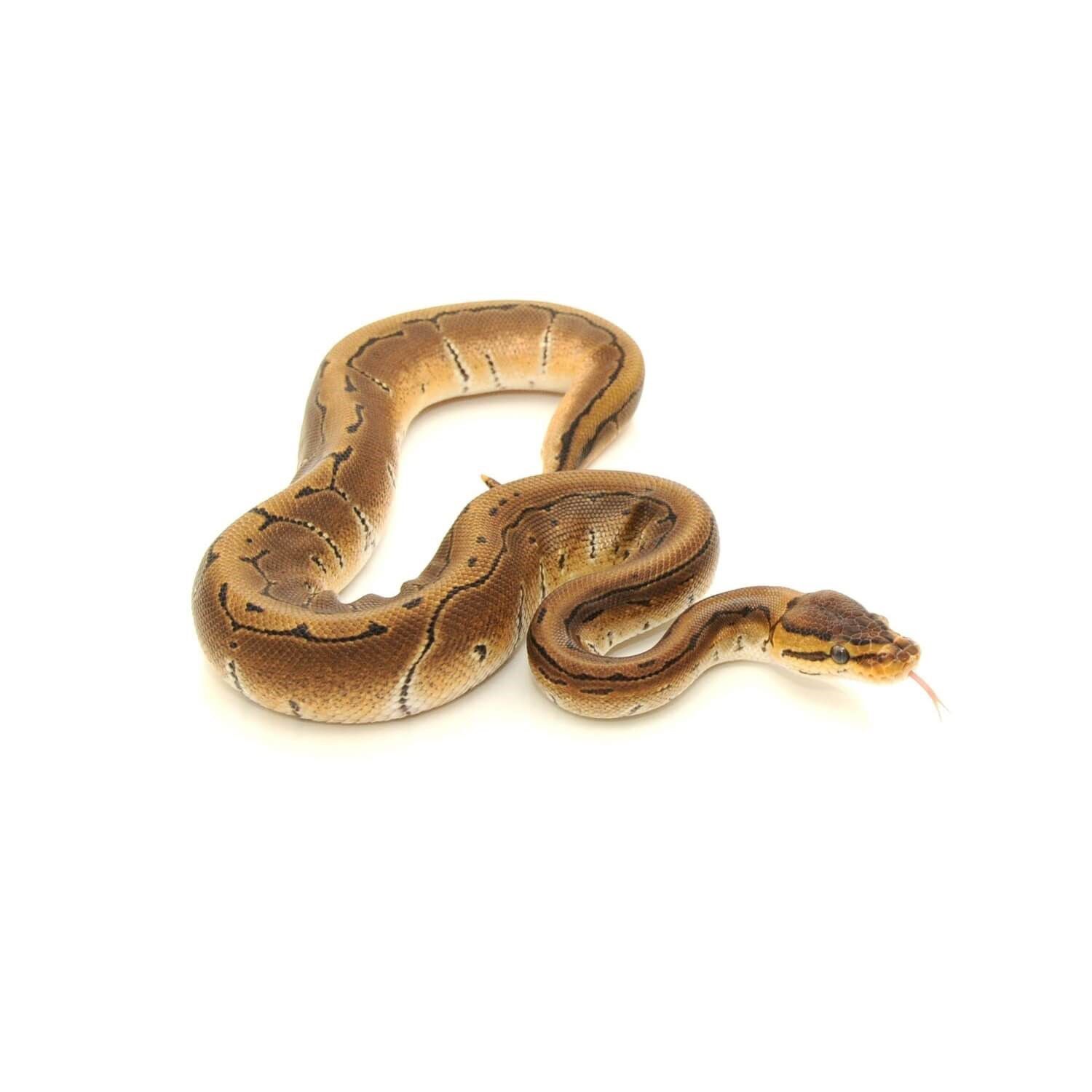 Assorted Fancy Ball Python