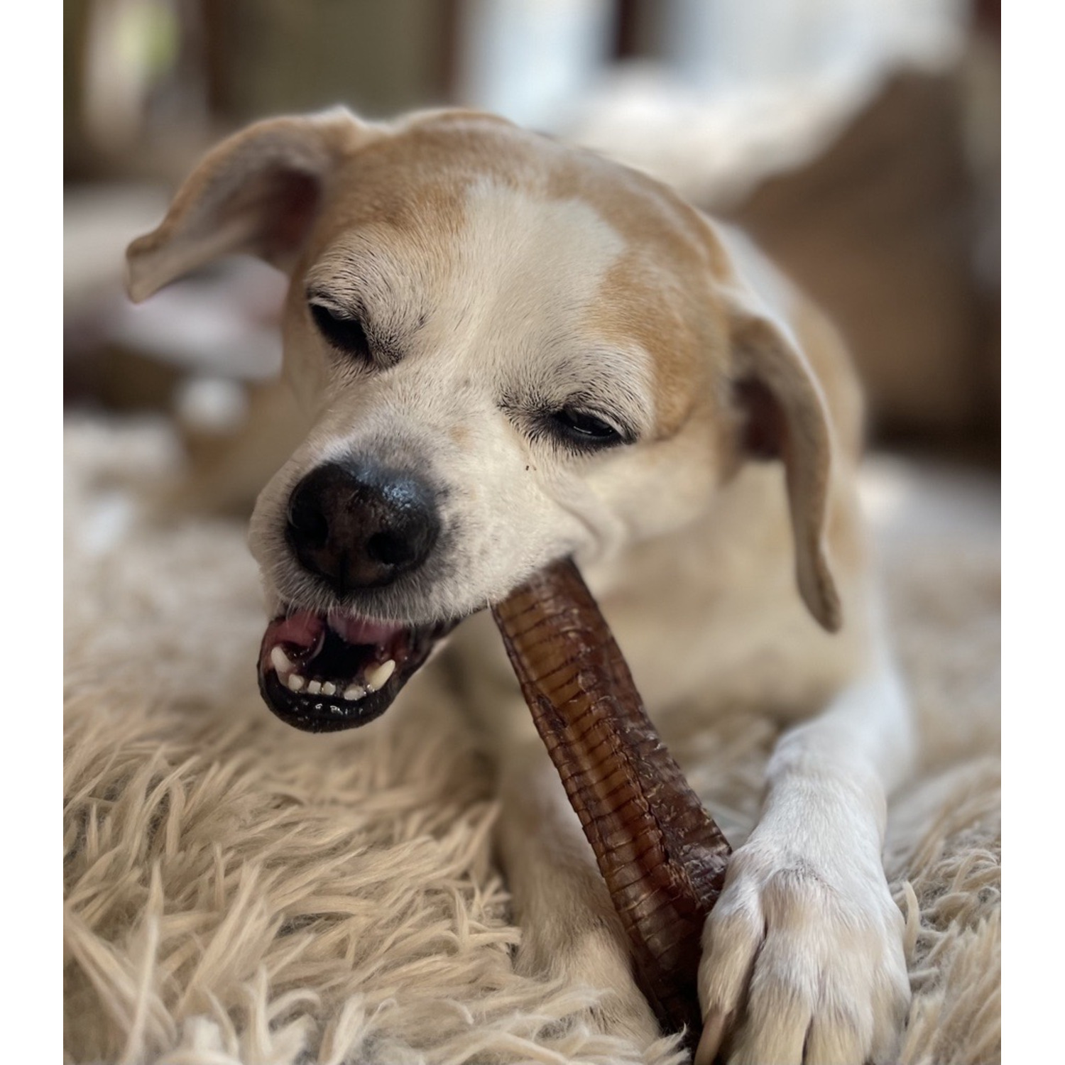 Performatrin Ultra Ostrich Trachea Natural Dog Treat, 12"