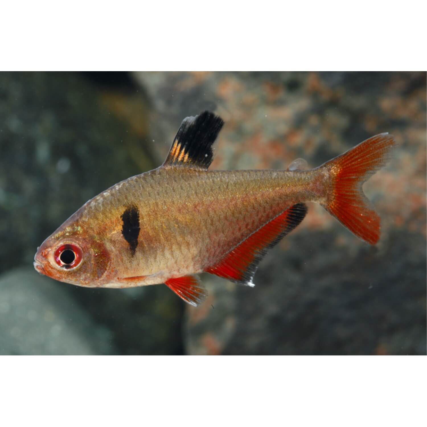 Pet supermarket discount live fish