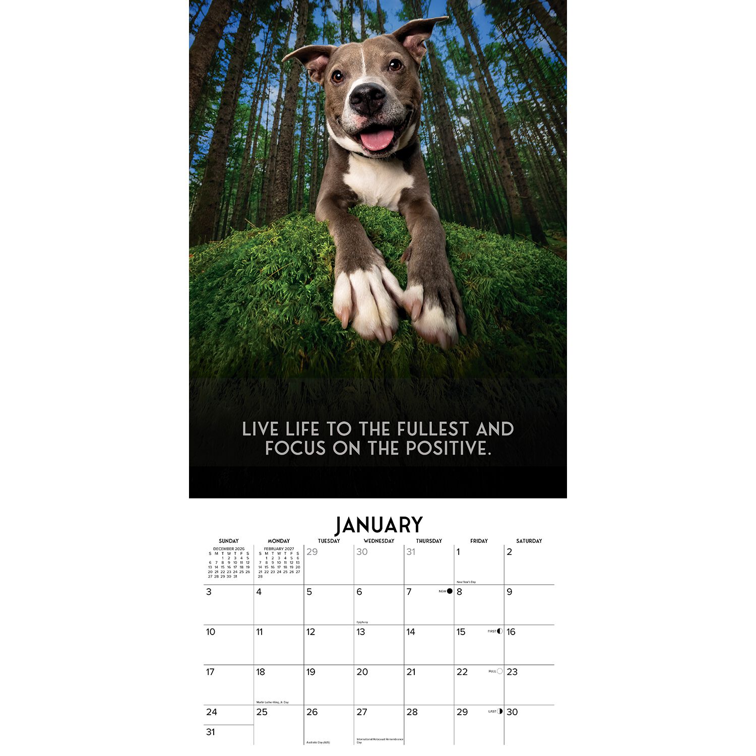 Willow Creek Press Dog's Life 2027 12" X 12" Wall Calendar