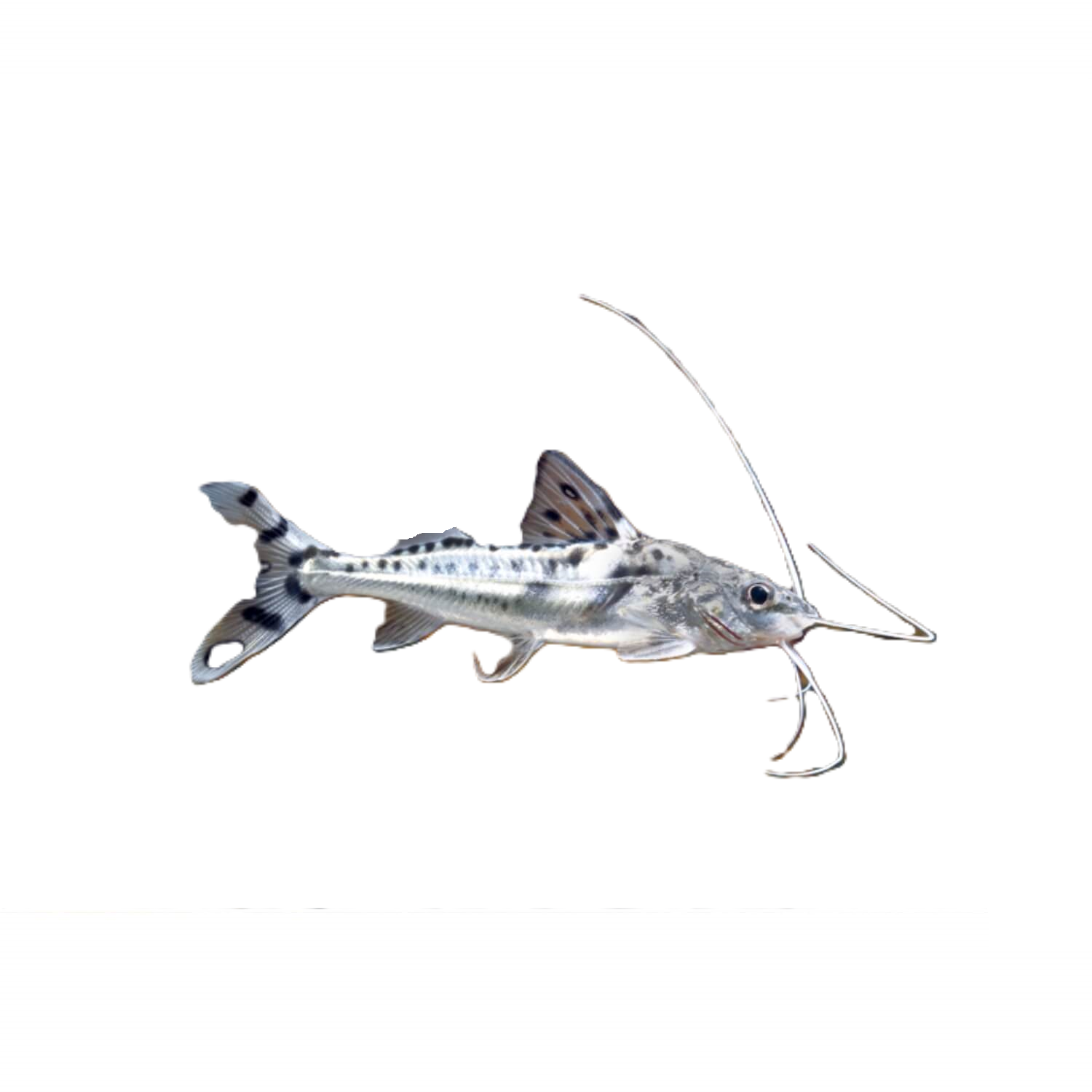 Polka Dot Pictus Catfish Regular