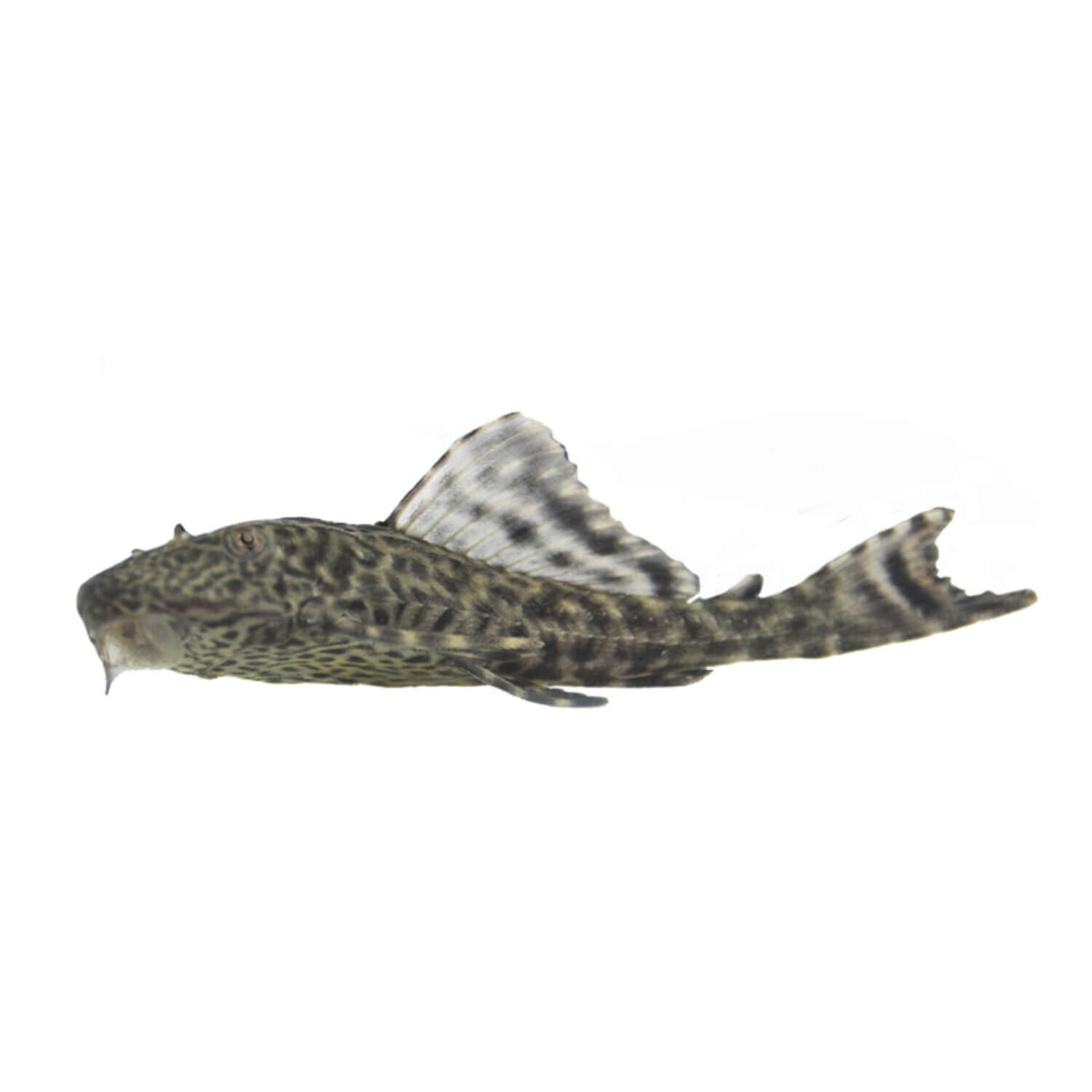 Common Plecostomus Medium 1L Pet Supermarket