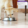 Complete Health Senior Pate Recipe Dog Food thumbnail number 3