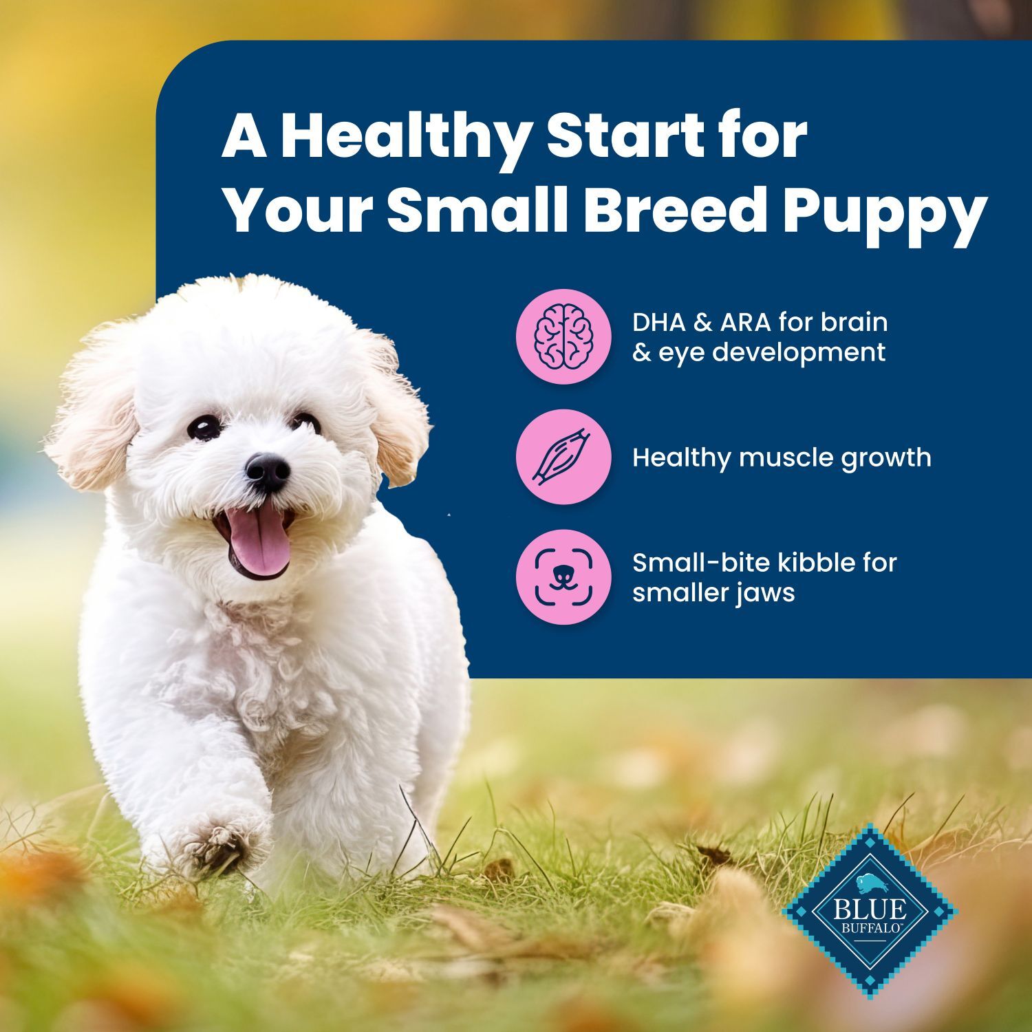 Blue Buffalo Life Protection Formula Small Breed Chicken & Oatmeal Recipe Puppy Dog Food, 5-Lb
