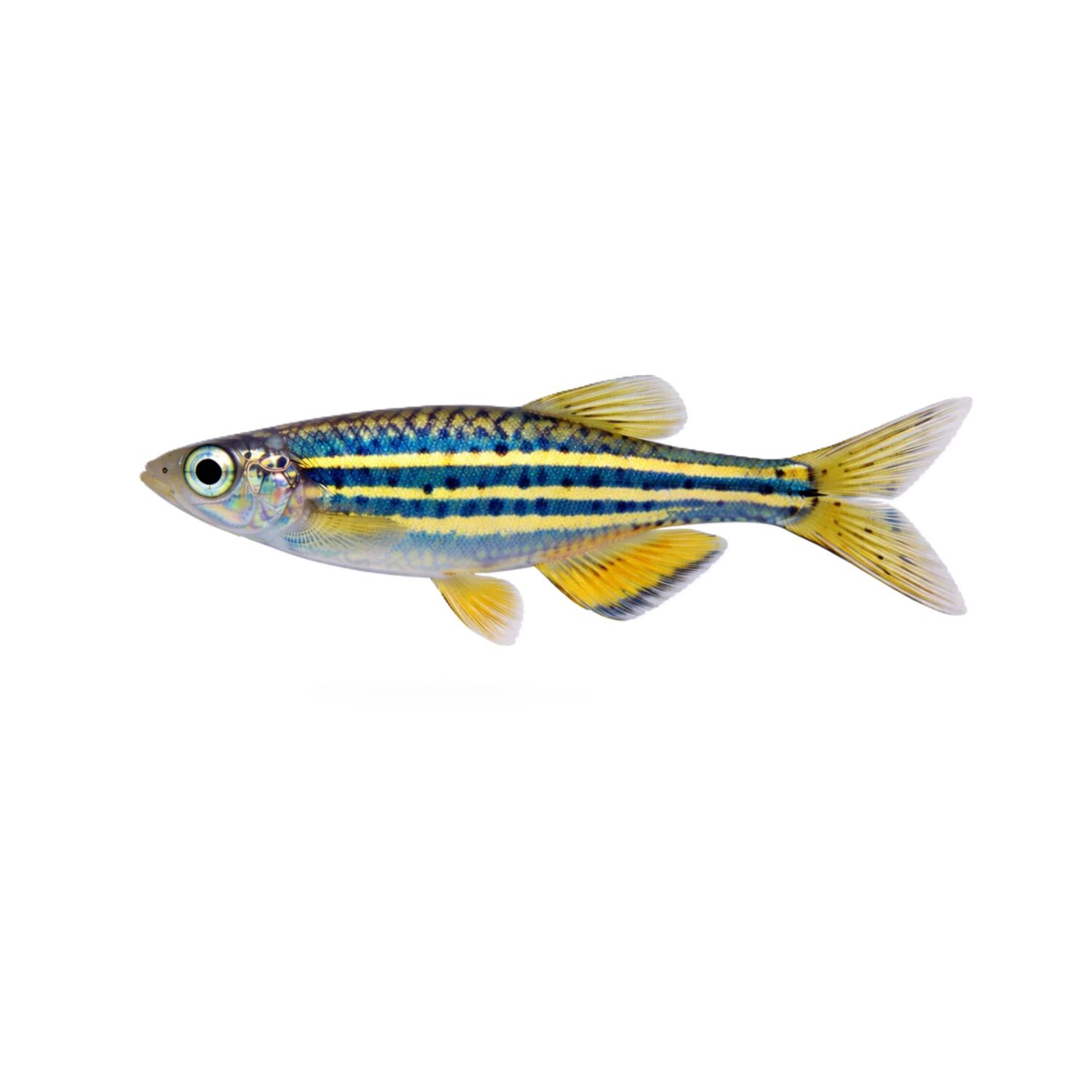 Giant Danio - Regular
