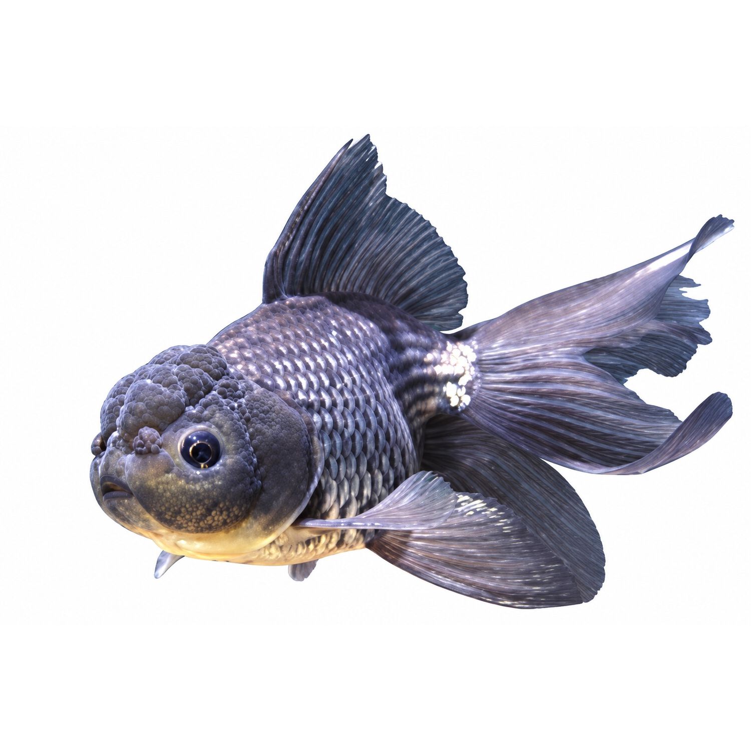 Blue Oranda Goldfish - Medium