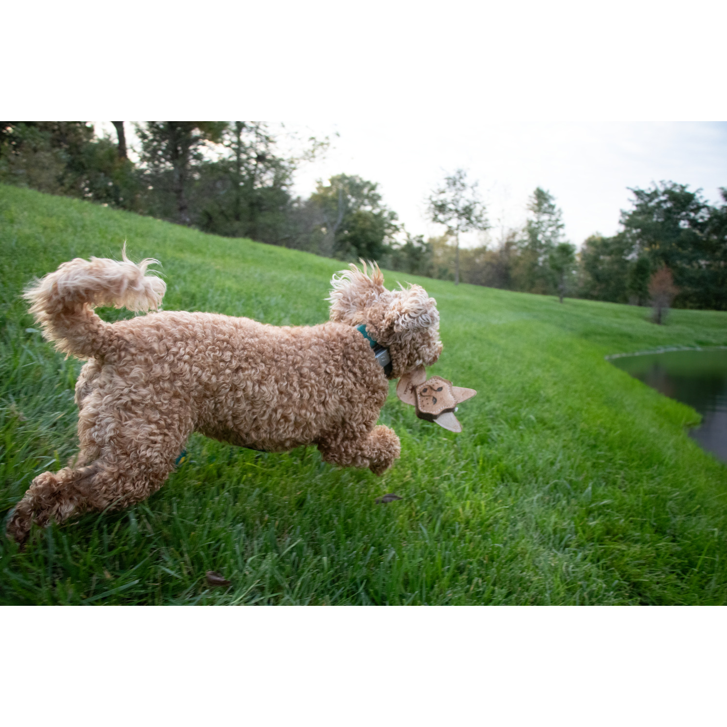 Tall Tails Scrappy Fox Durable Leather Dog Toy