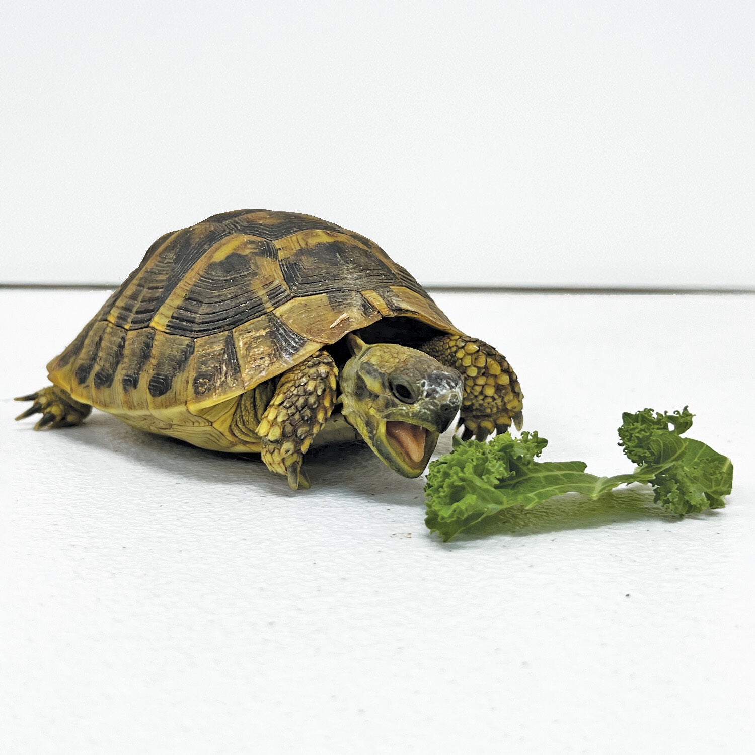 Hermann's Tortoise