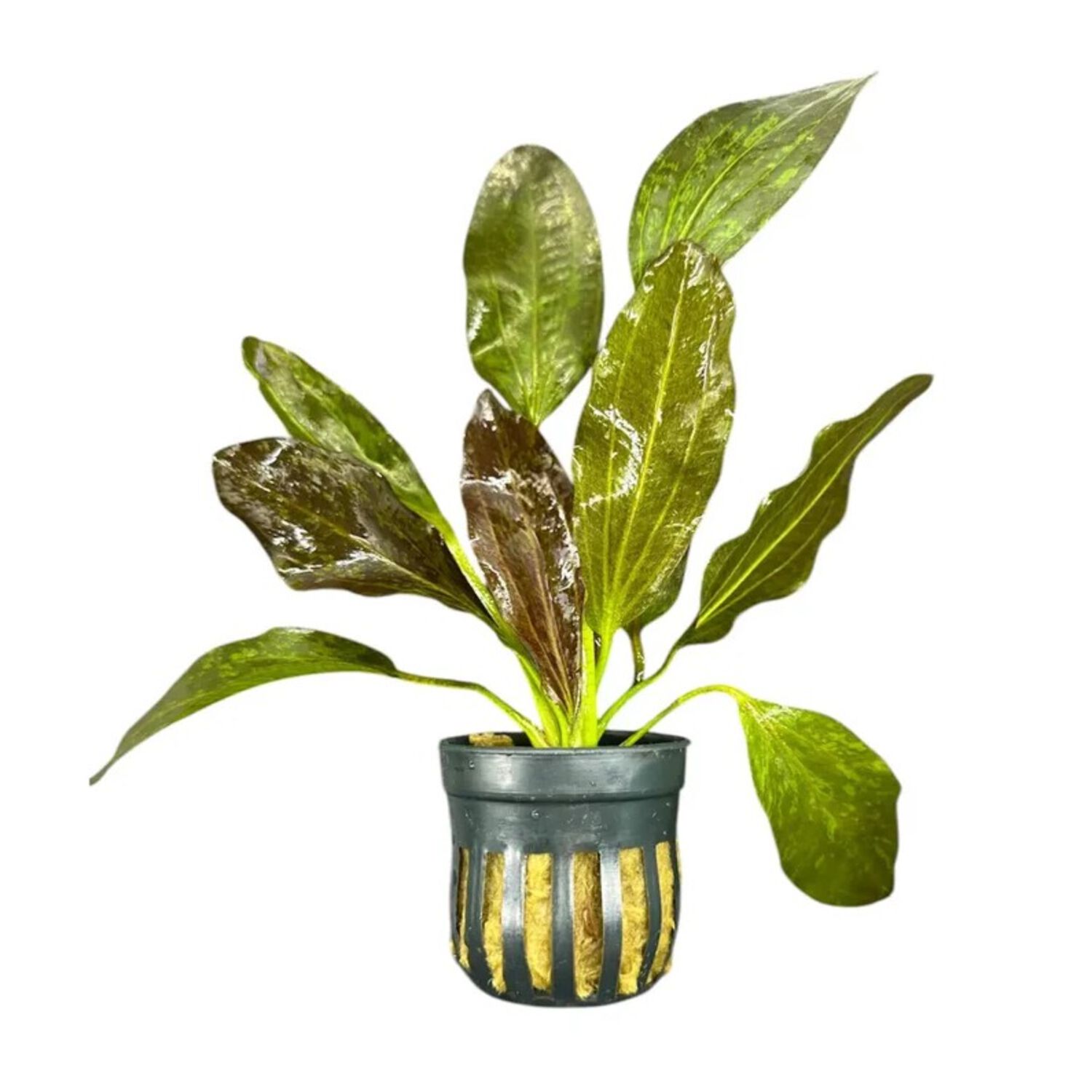 Red Flame Potted