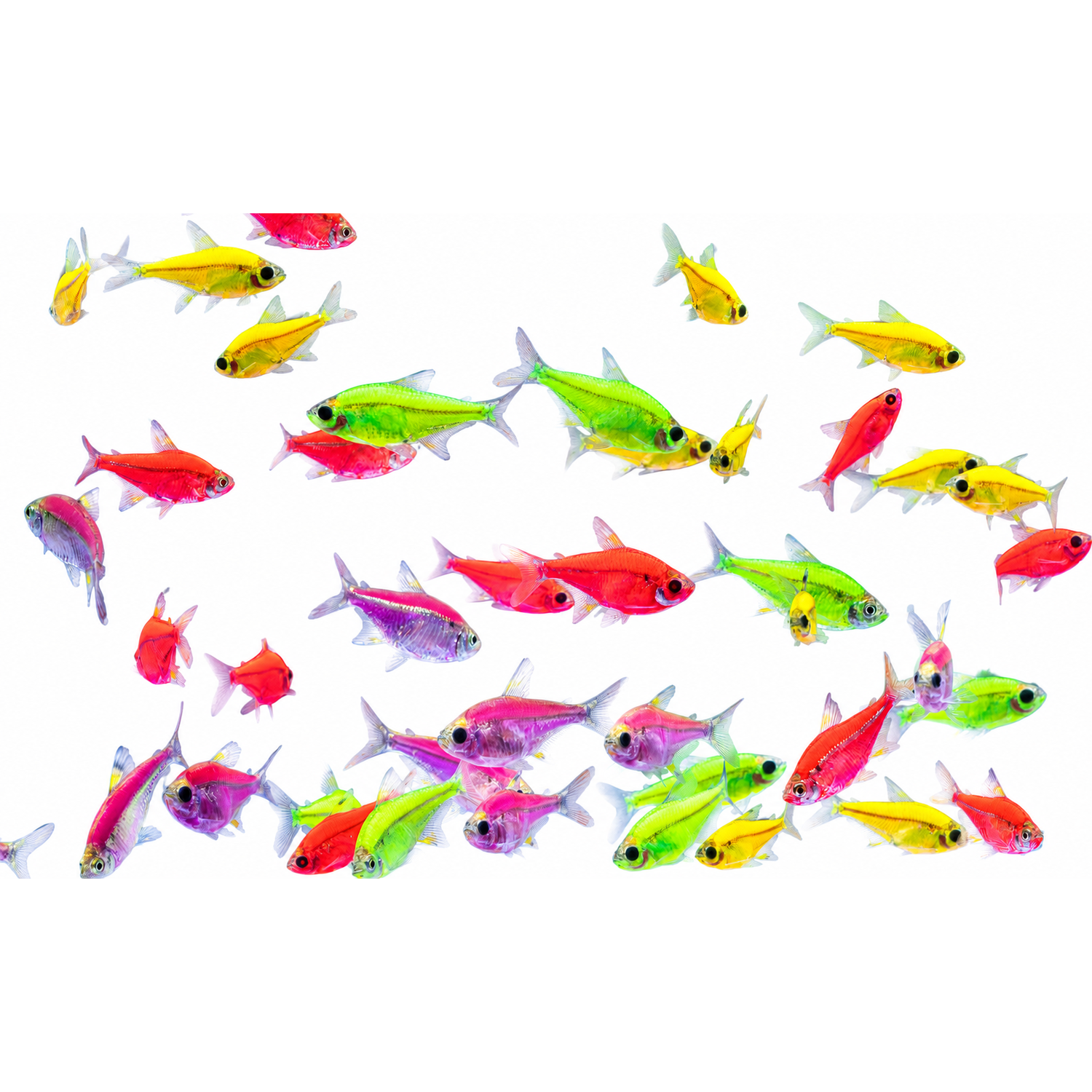 Pristella Assorted Glofish&reg; Live Fish