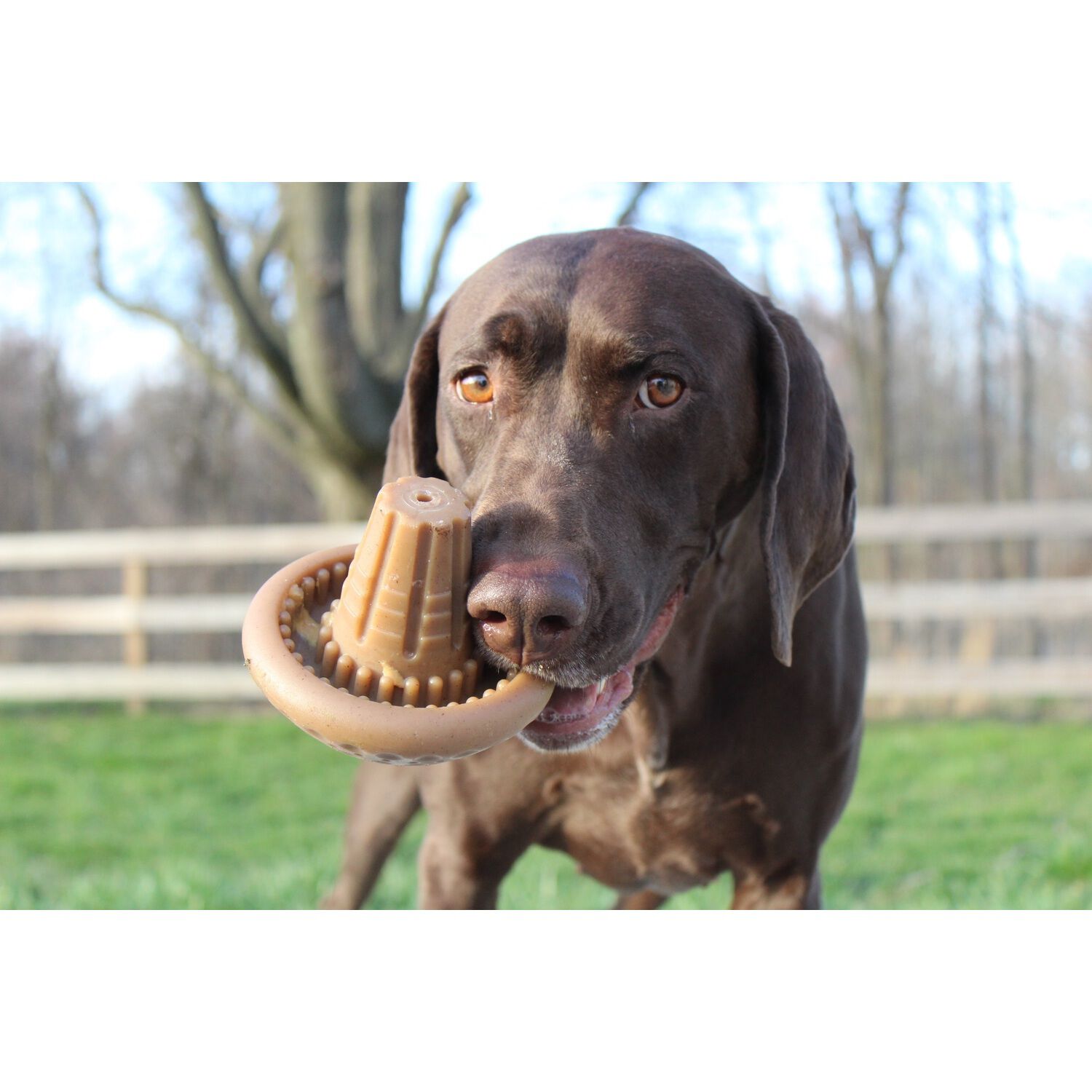 Tall Tails Shroom Multisensory Dog Chew Toy