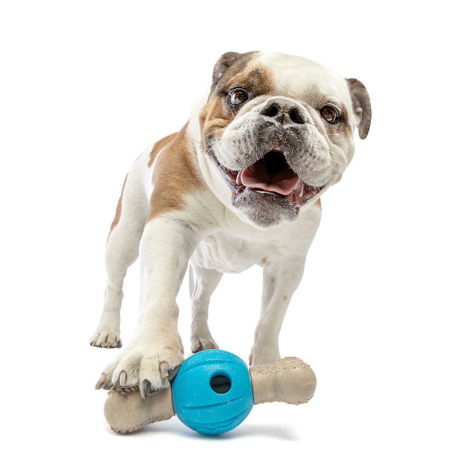 Guru Spin & Chew Bone Treat Dispensing Dog Toy, Medium